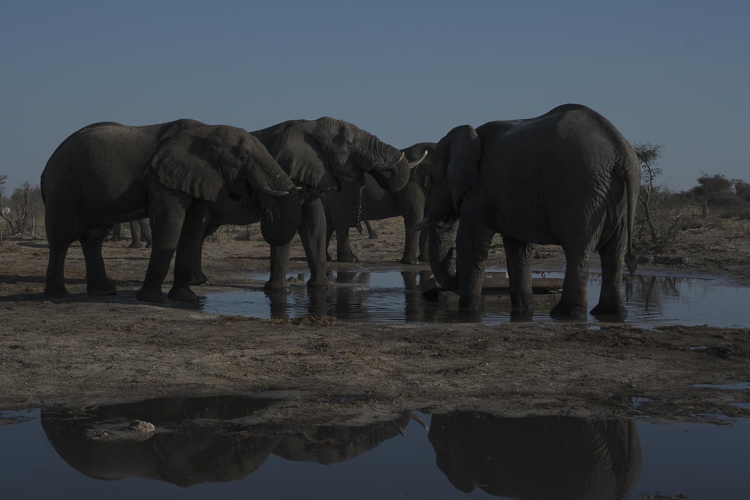 2022 07 29 Botswana elephants - KB Mpofu-3Zimbabwe Photographer Zimbabwean Photojournalist-2.jpg