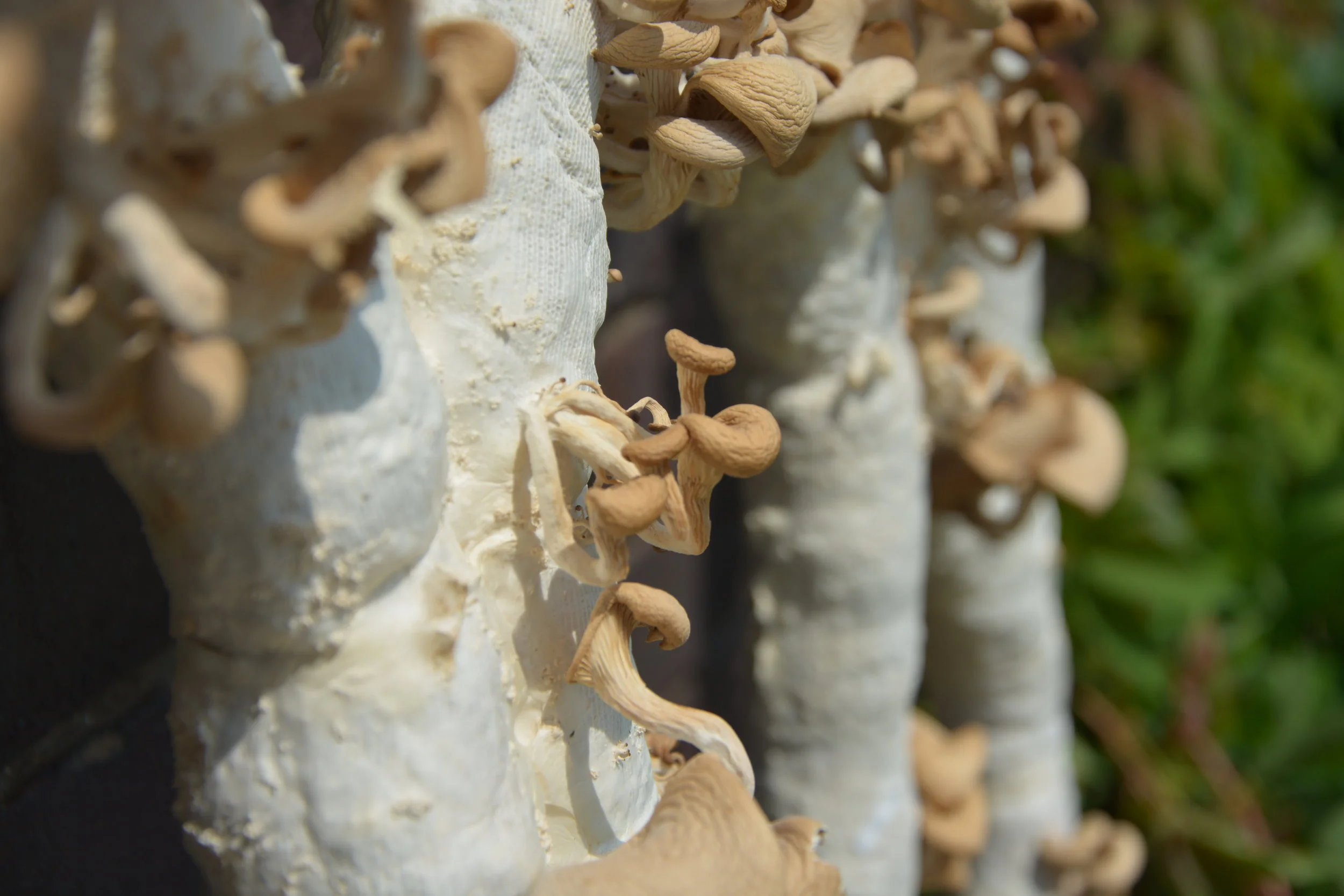 image-asset (1).jpeg