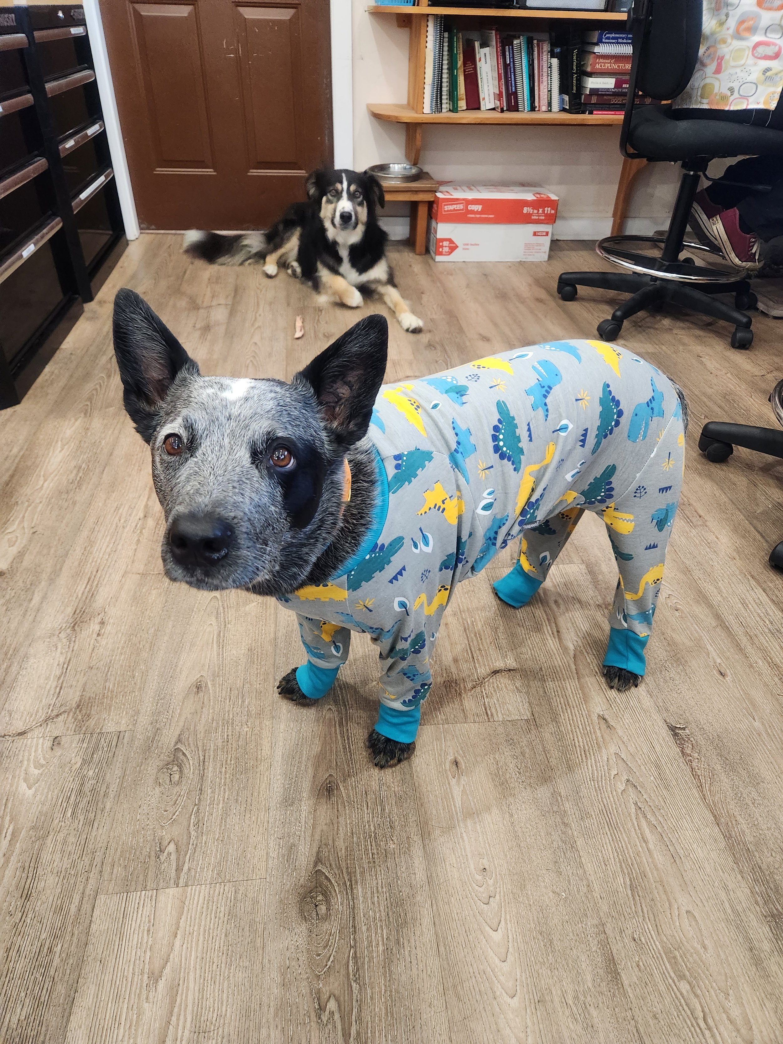 PJ Day for Jet