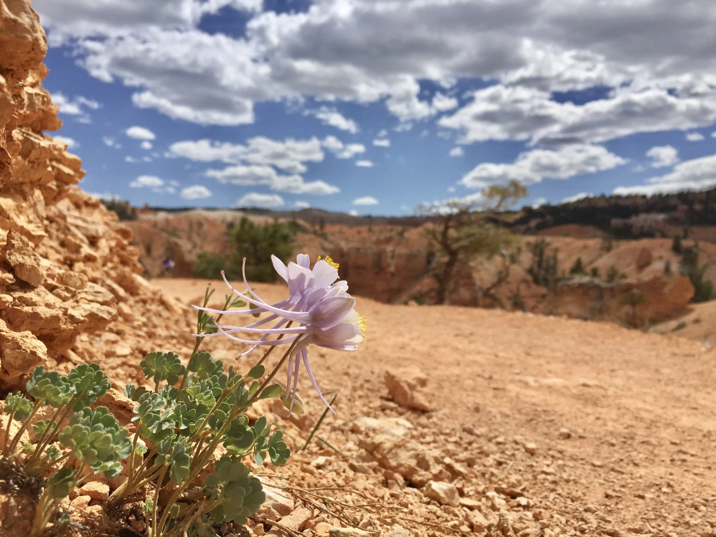 Bryce and outer Zion.