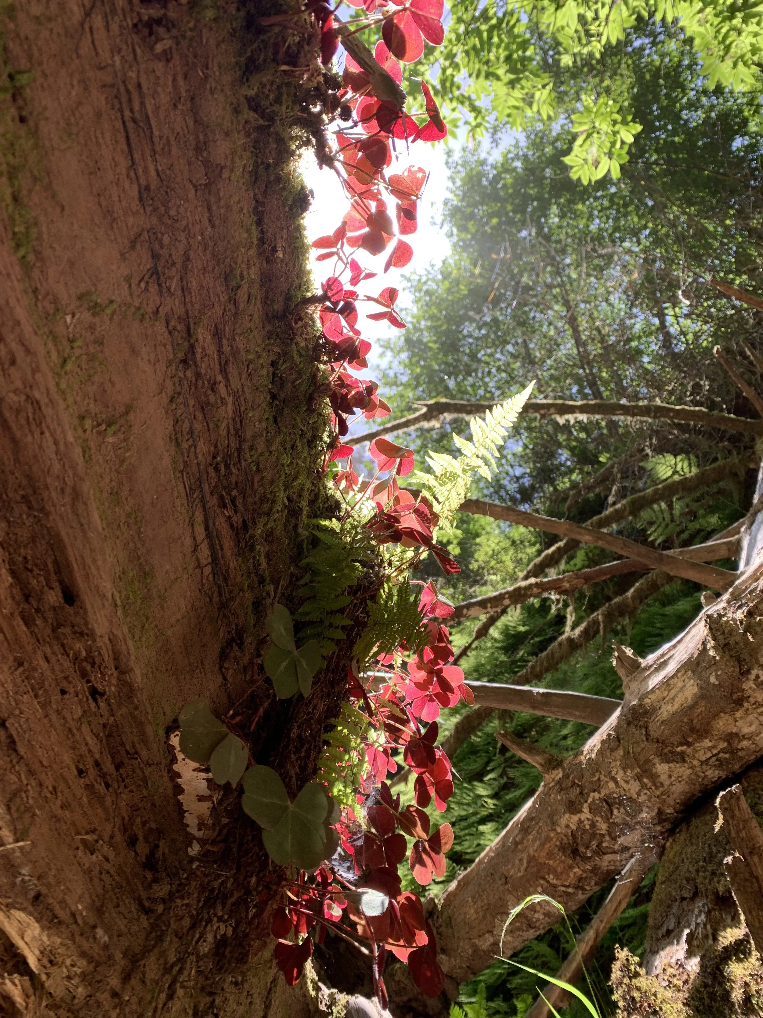 Redwoods and the Coast.