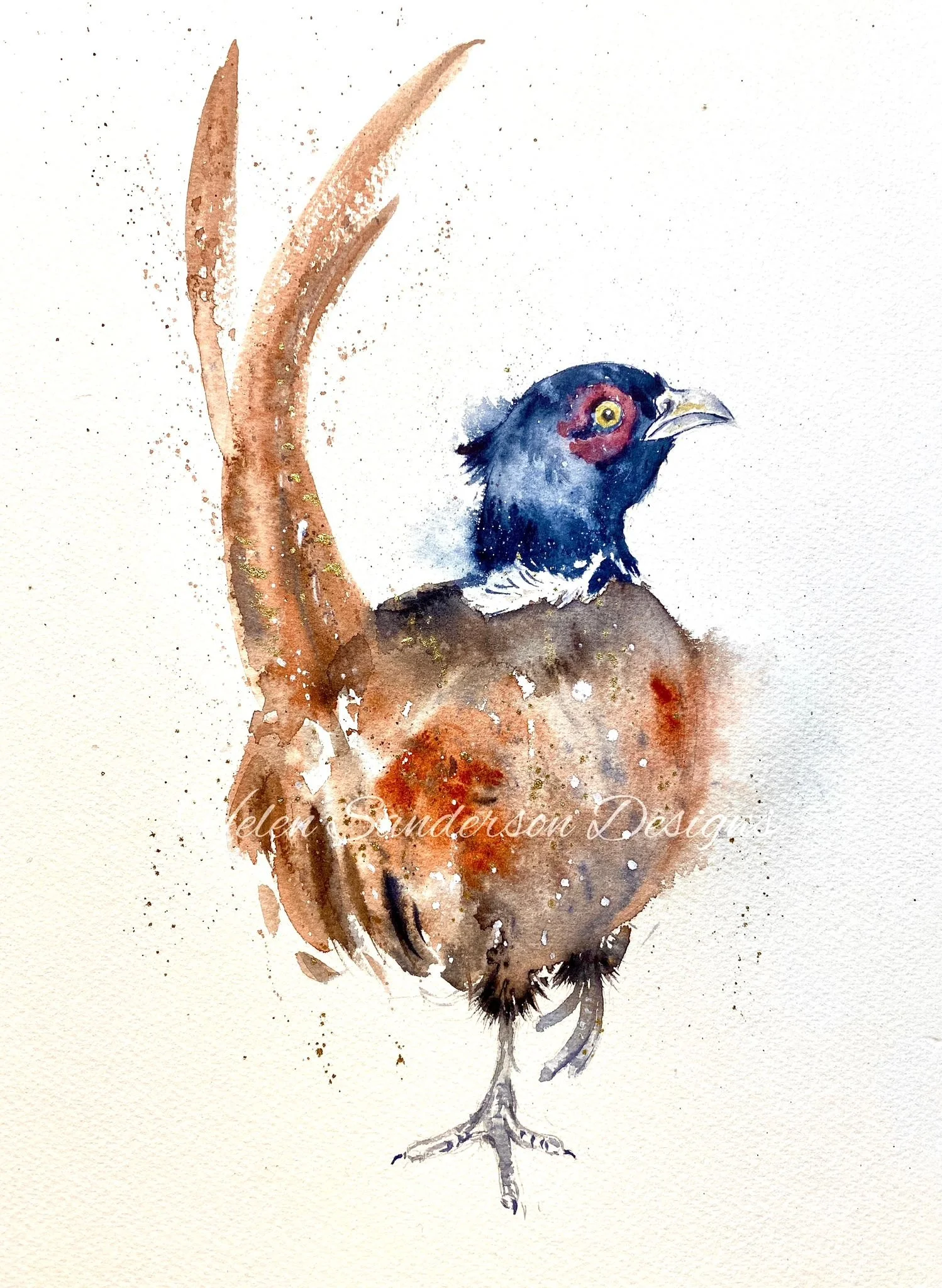 a pheasant painted in water colour