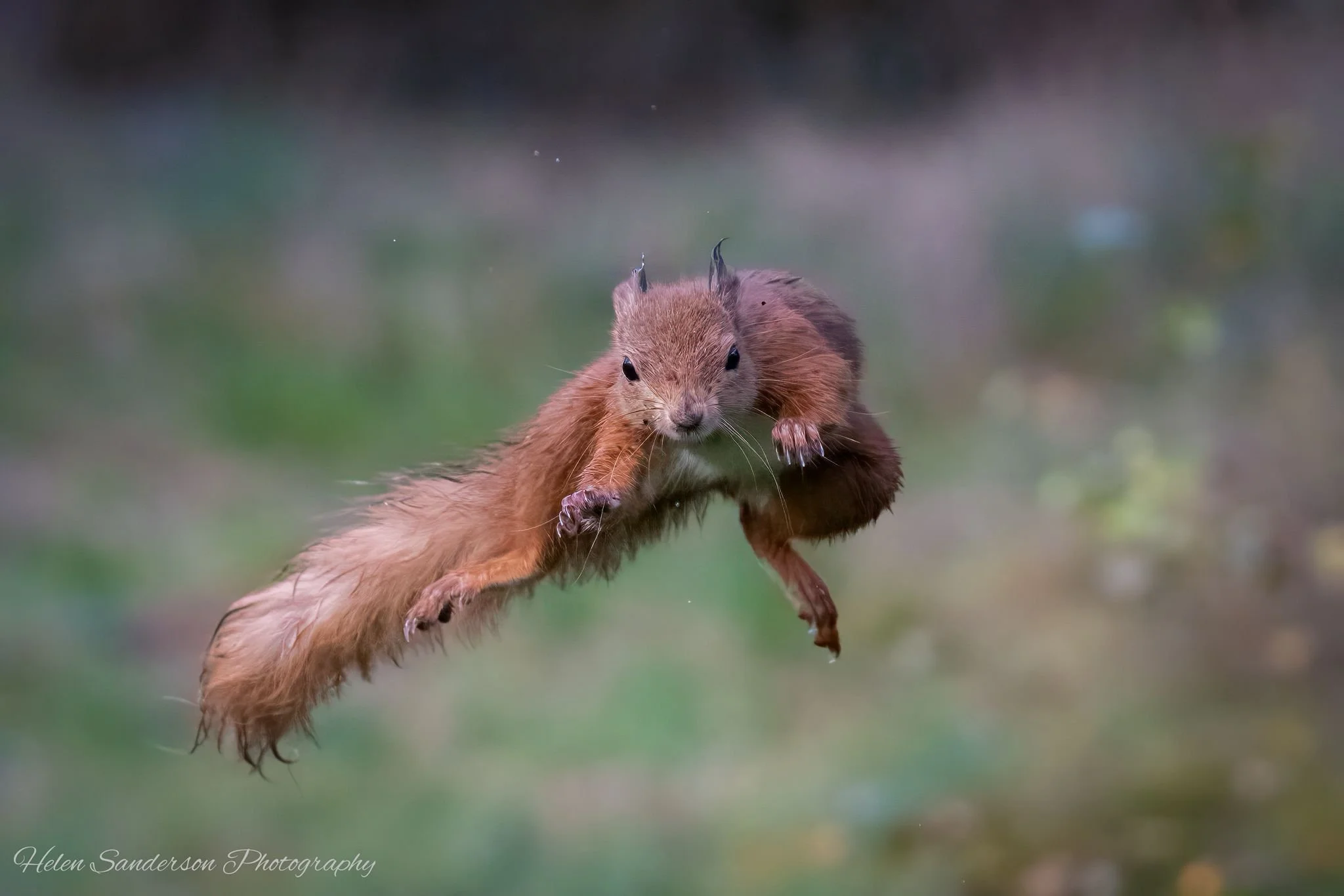 a squirrel jumps across between two branches