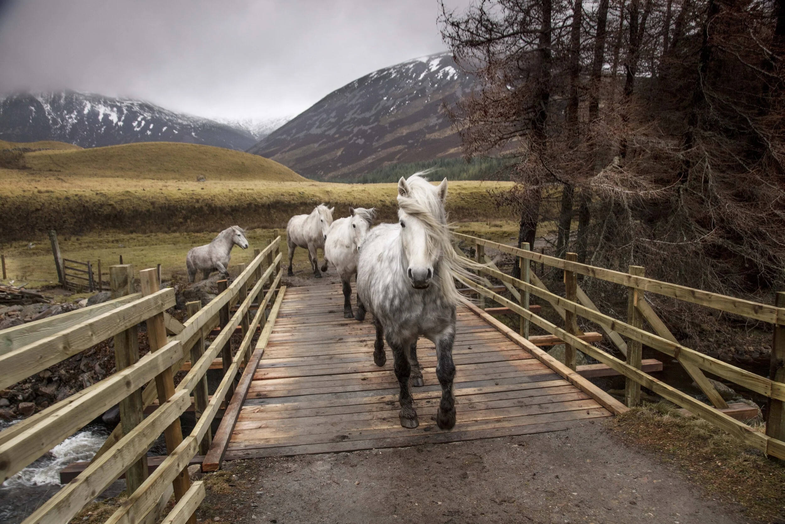 scottish ponies crossing a bridge at braemar