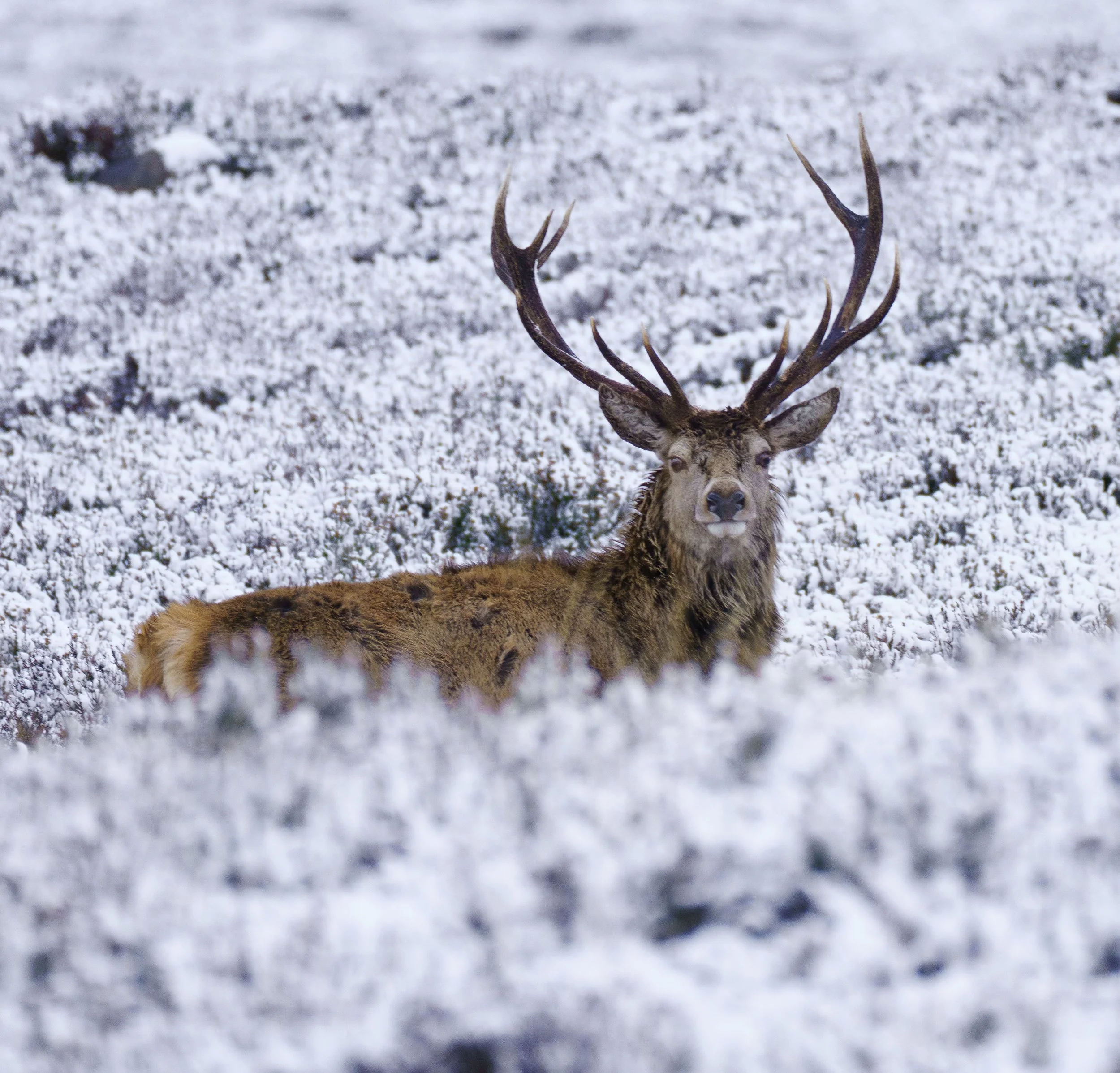 Loch Muick