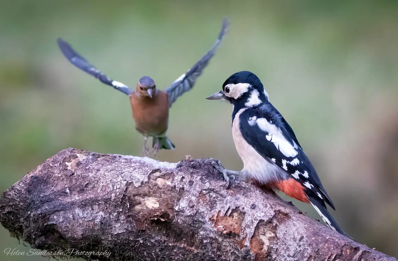 a woodpecker sits on a branch as another bird flies in