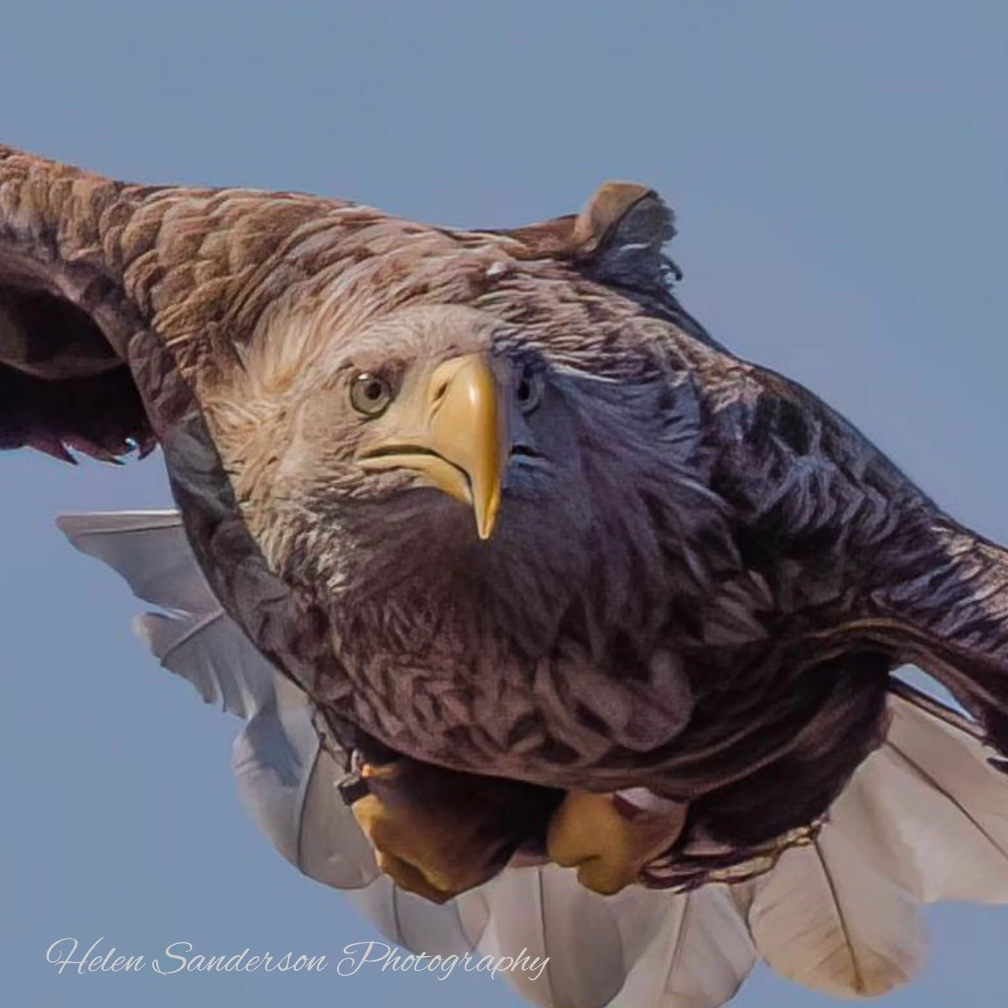 a close up of a golden eagle
