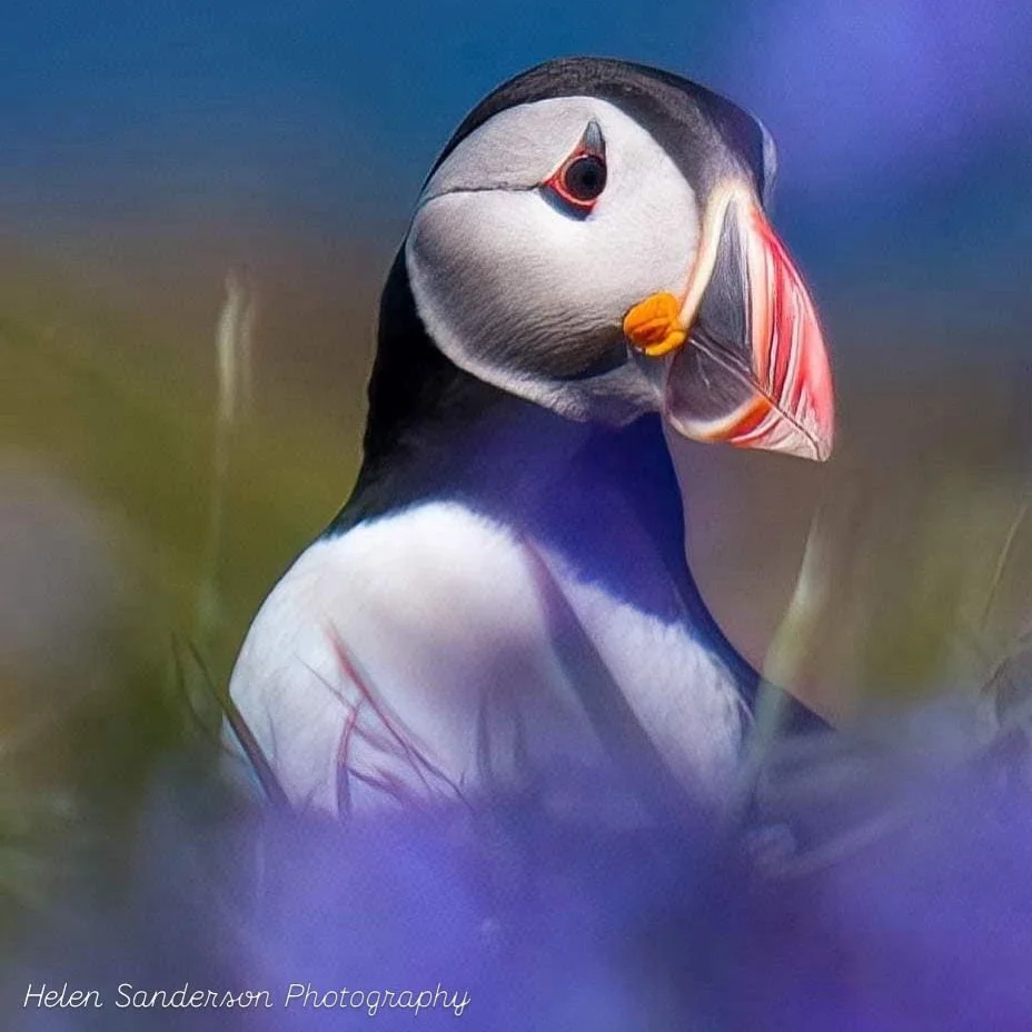 a photograph of a puffins head