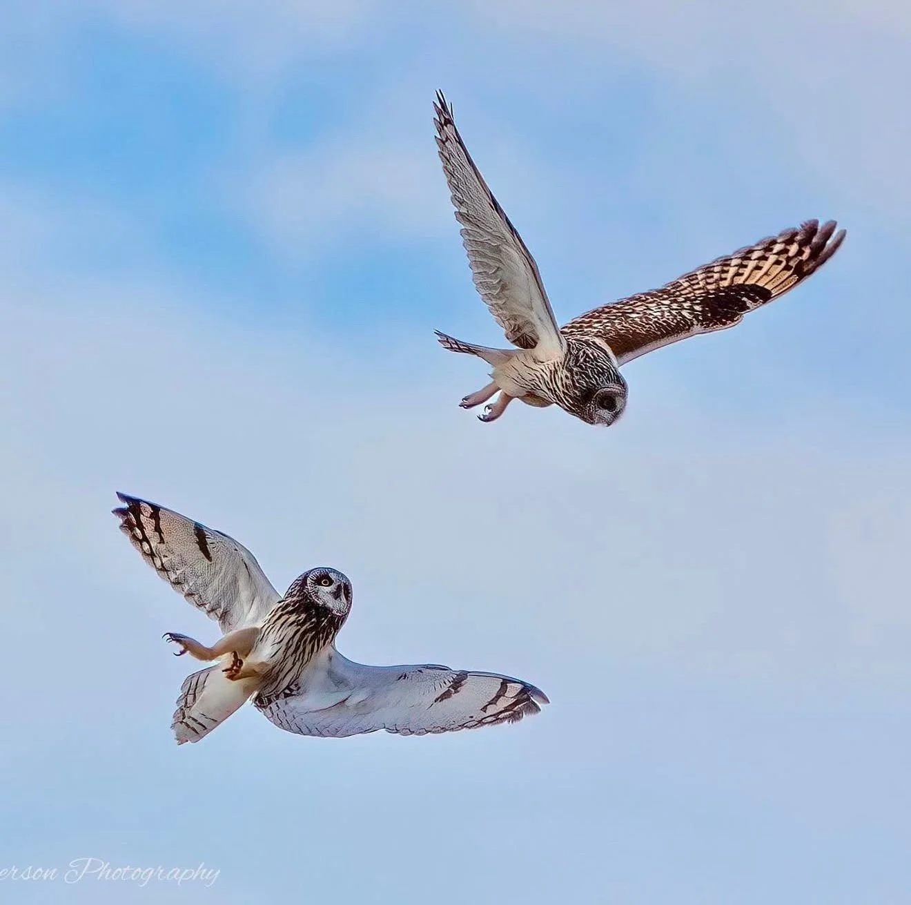 two owls fighting in the sky