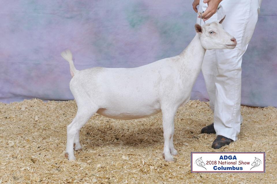 Bunny Sr Yearling