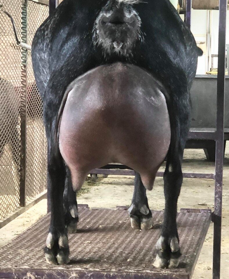 mazy udder.jpg