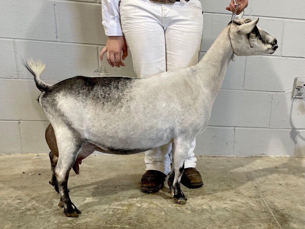 Dam: GCH Phoenix Farm Ida Special Order 1*M EX91