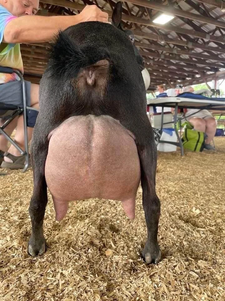 Dam 