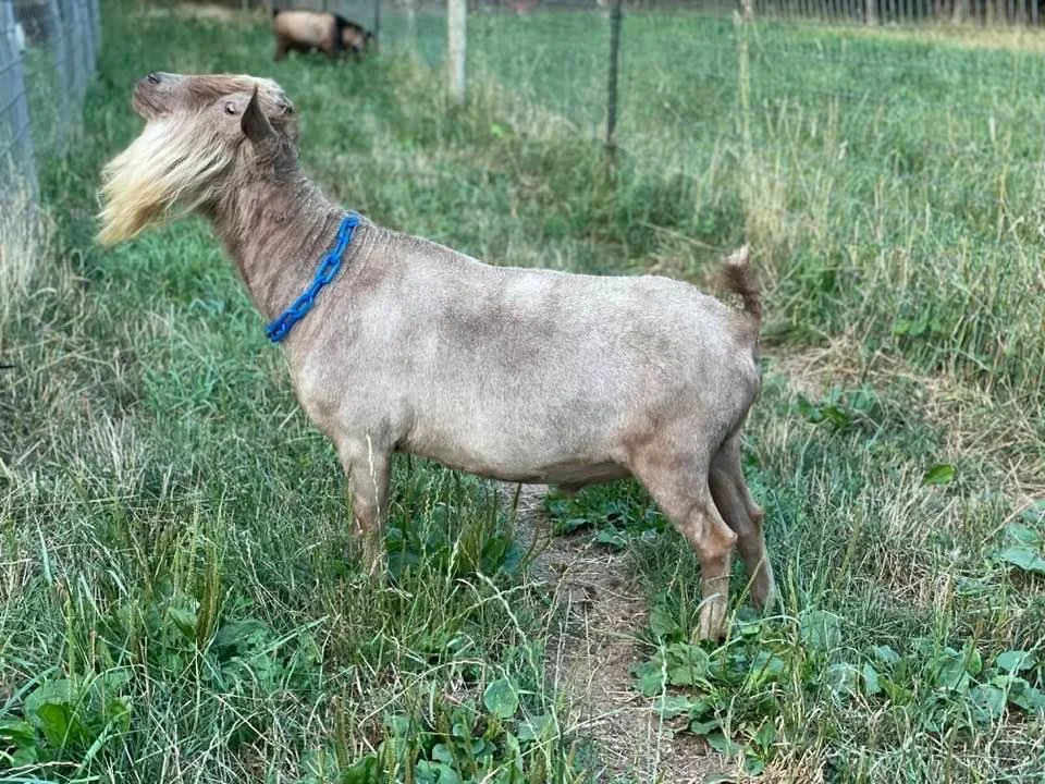 Sire - Wolfivan KB Count N Chrome