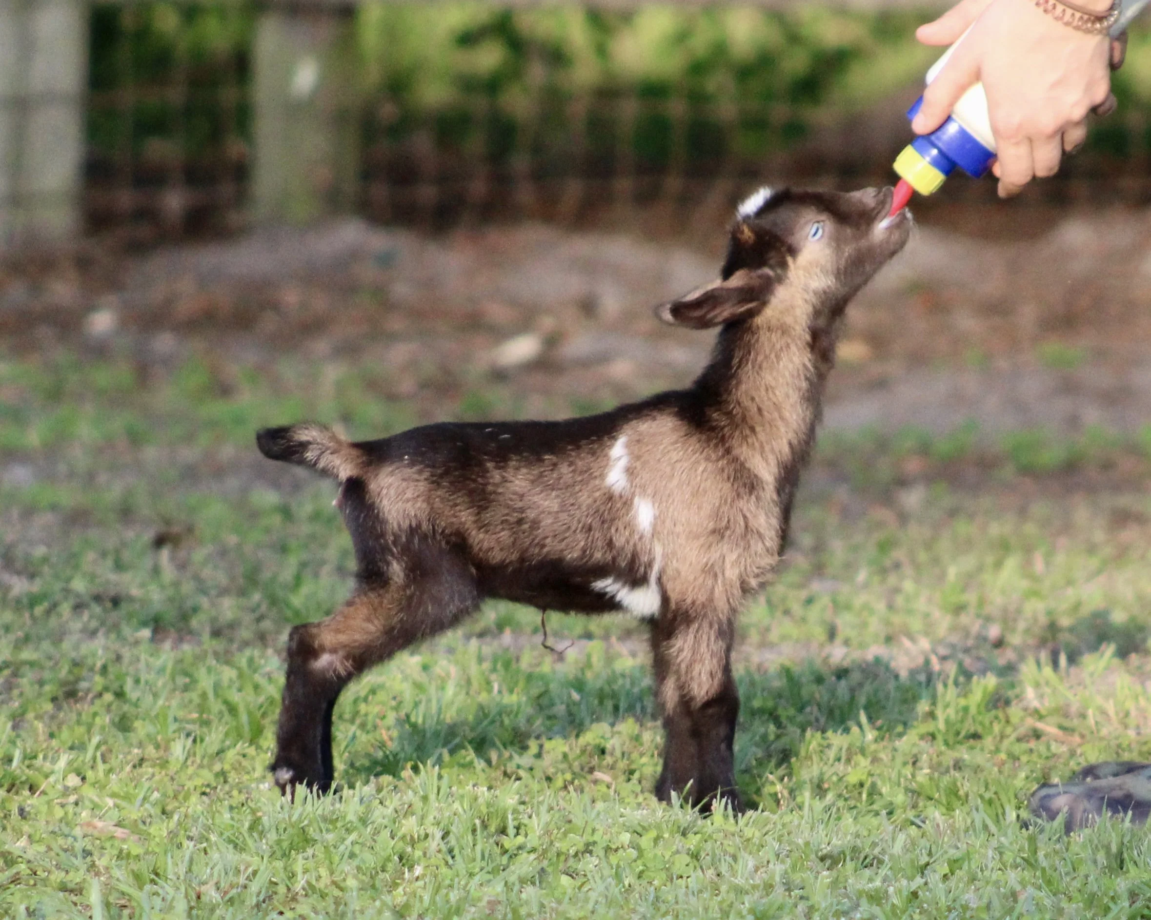 Goose bottle.jpg
