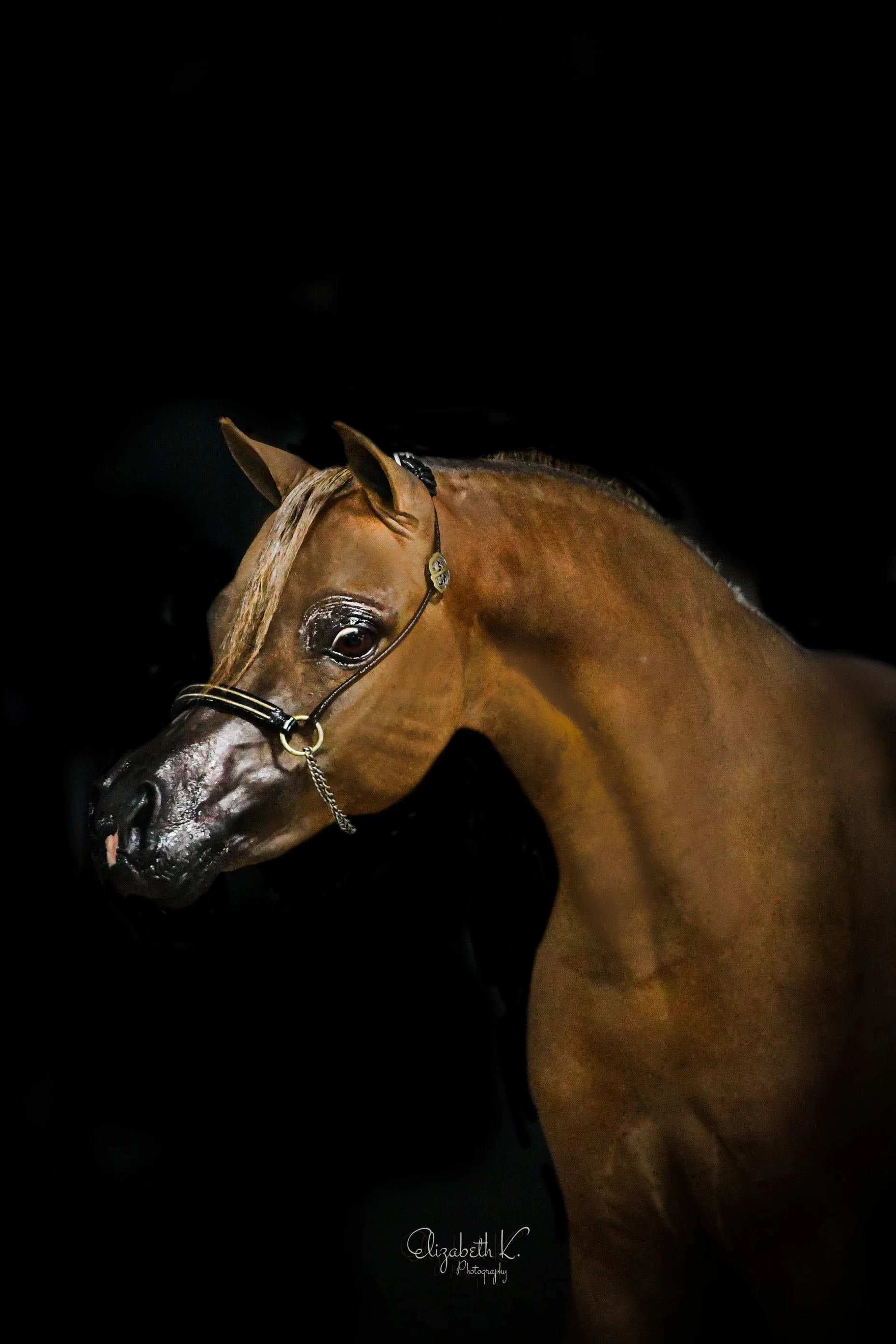 DonnaL9BBG - Copy.JPG