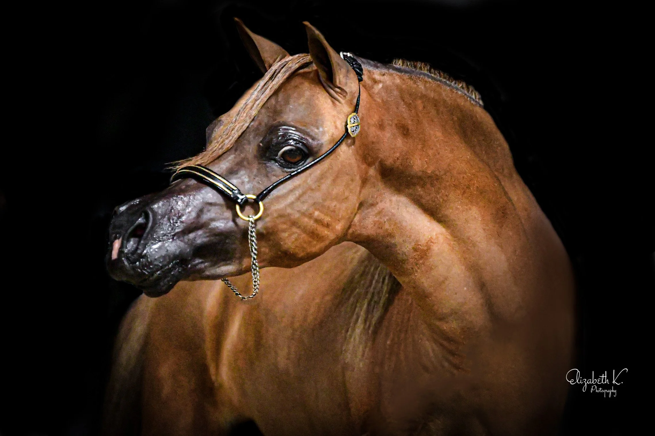 BBGTruestDonnaL1 - Copy.JPG