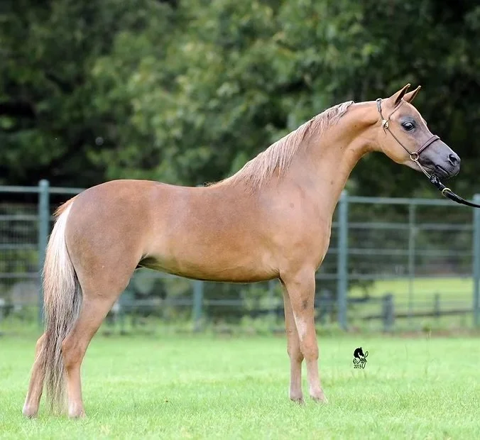 Truest's dam - Spirit Thunders Angelique