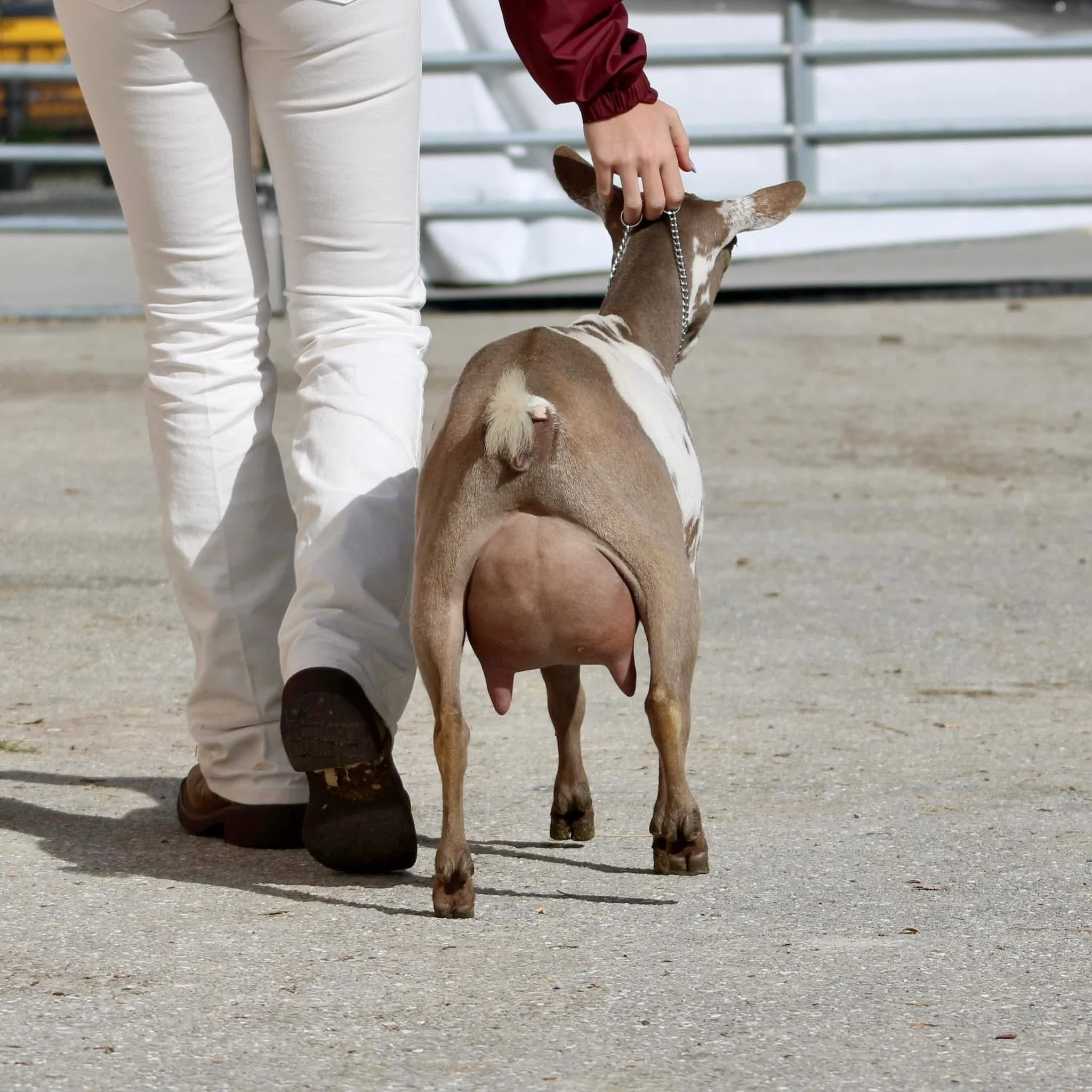 Jewels FF rear moving SFF.JPG