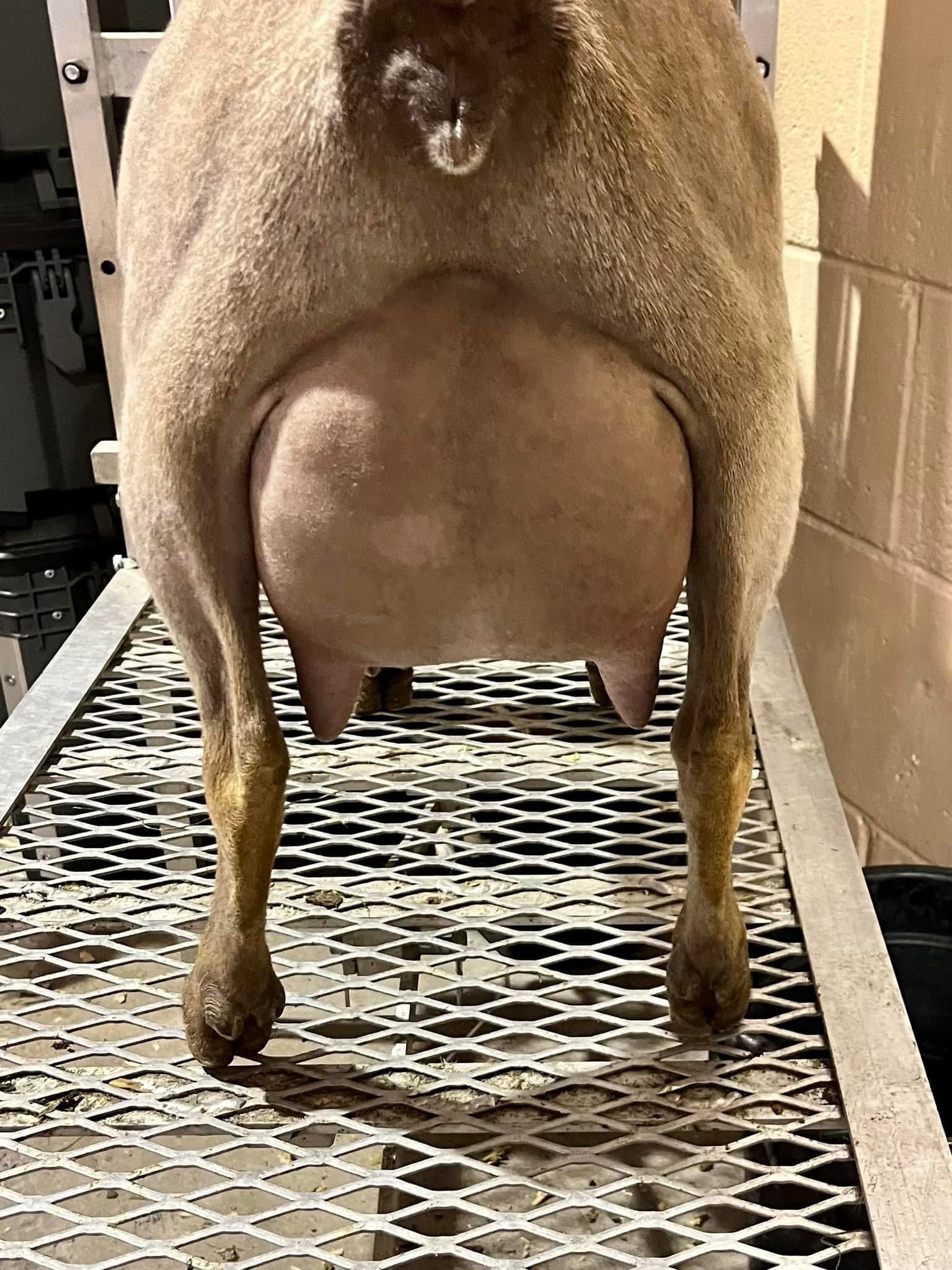 Jewels FF Rear SFF.JPG