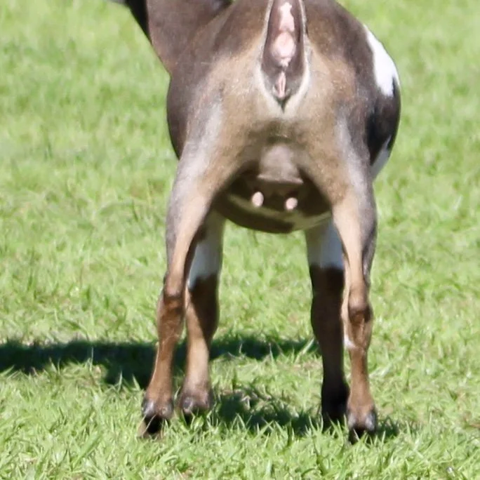 Lucky Jr rear walking.jpg