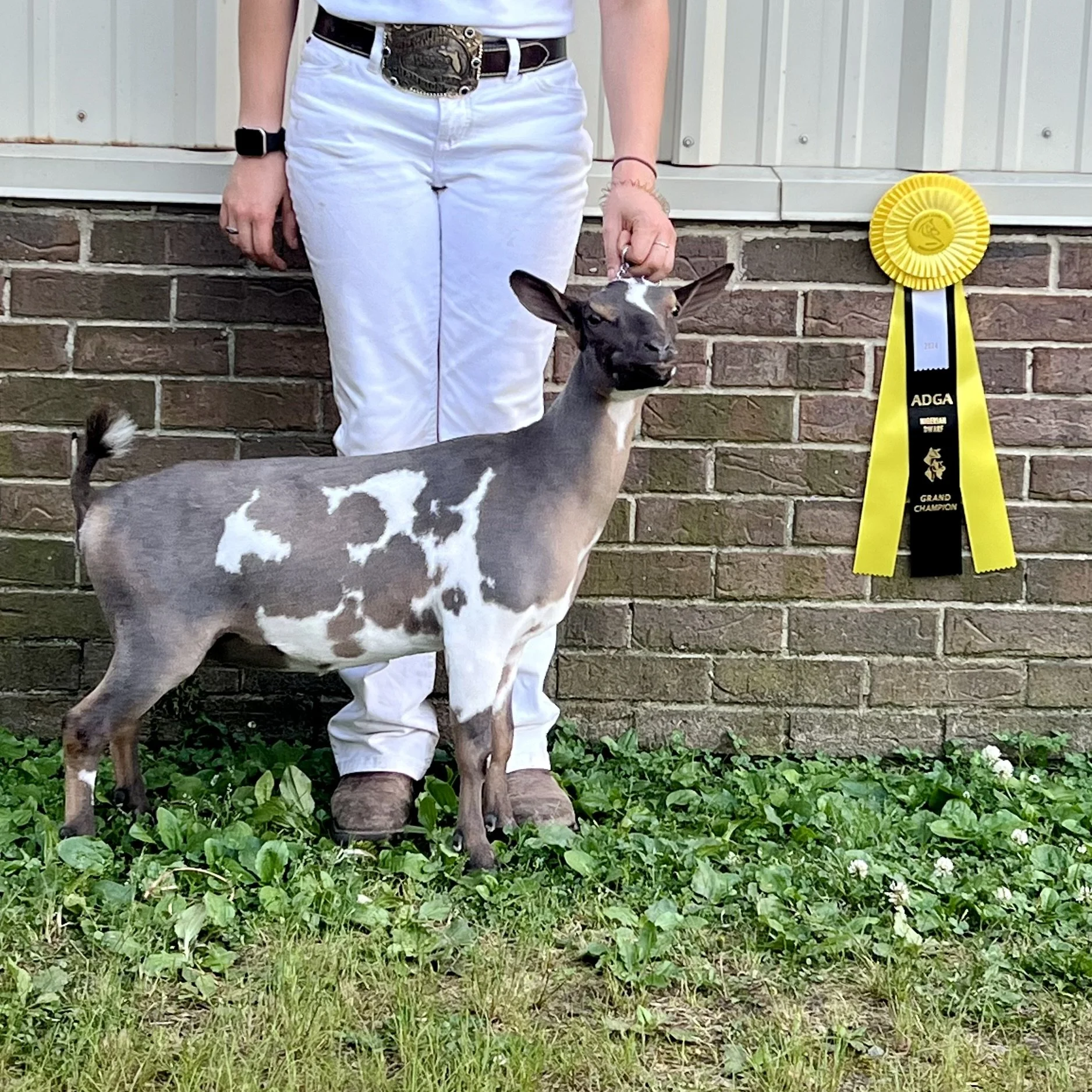 Lucky Jr ribbon.jpg
