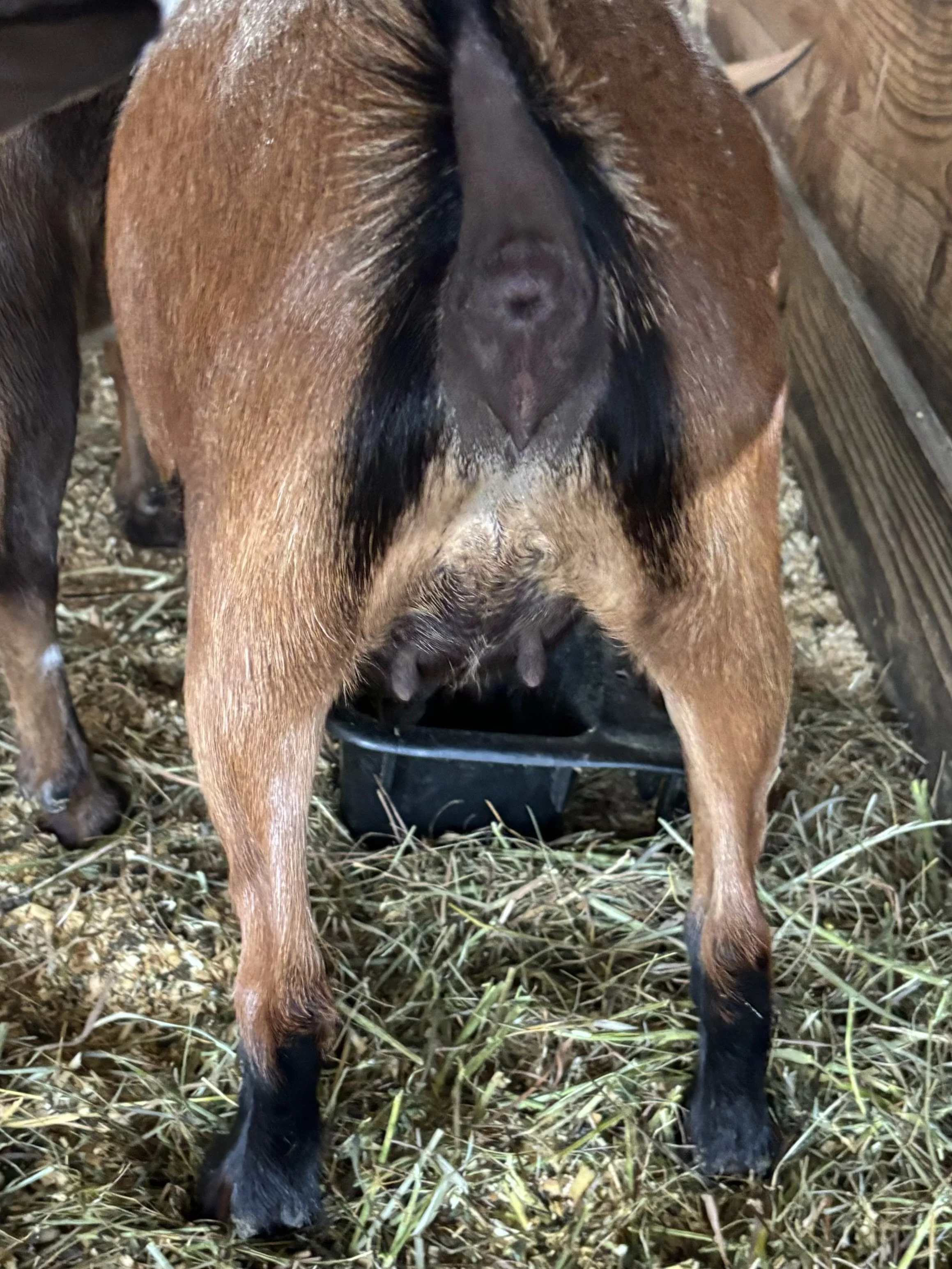 Risk Jr rear.jpg