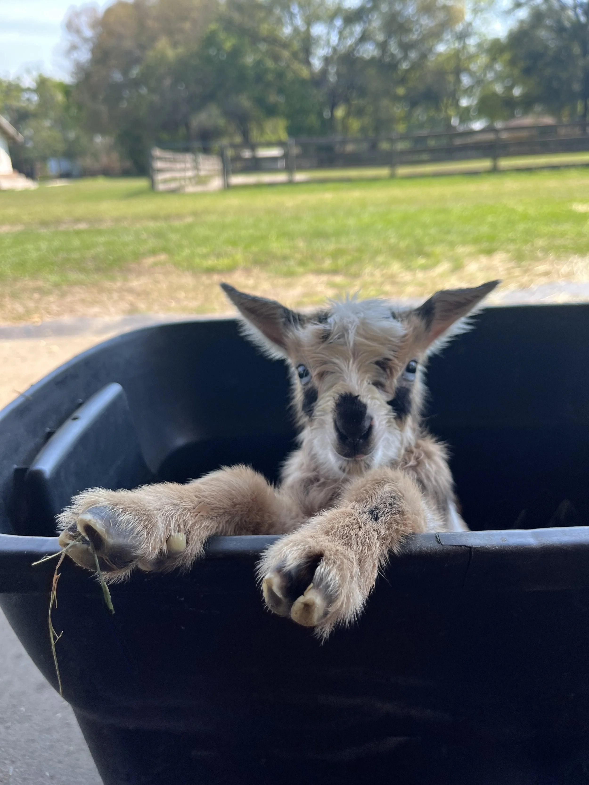 Sunny climbing out of tote.jpg
