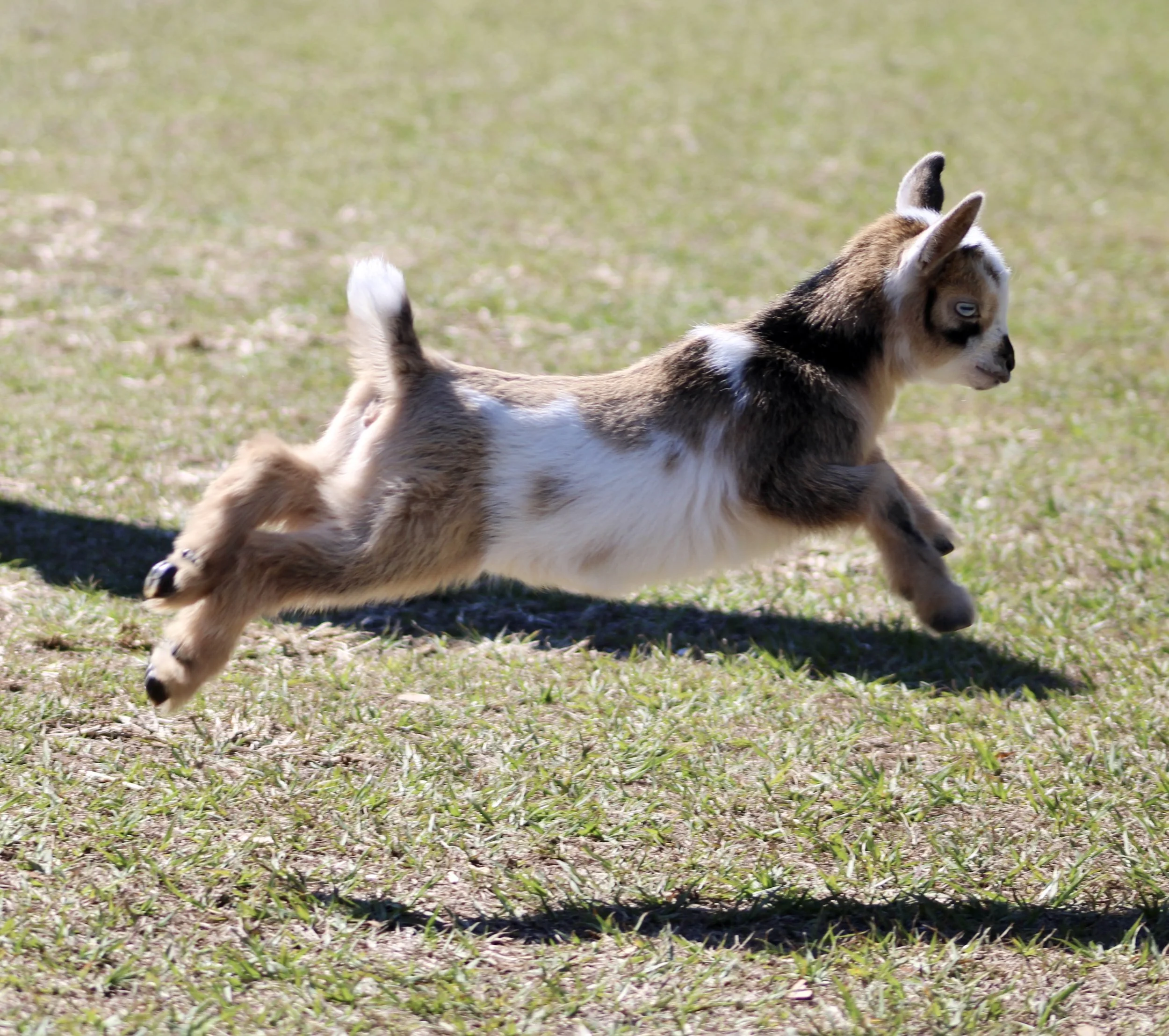 Sunny kid running.jpg