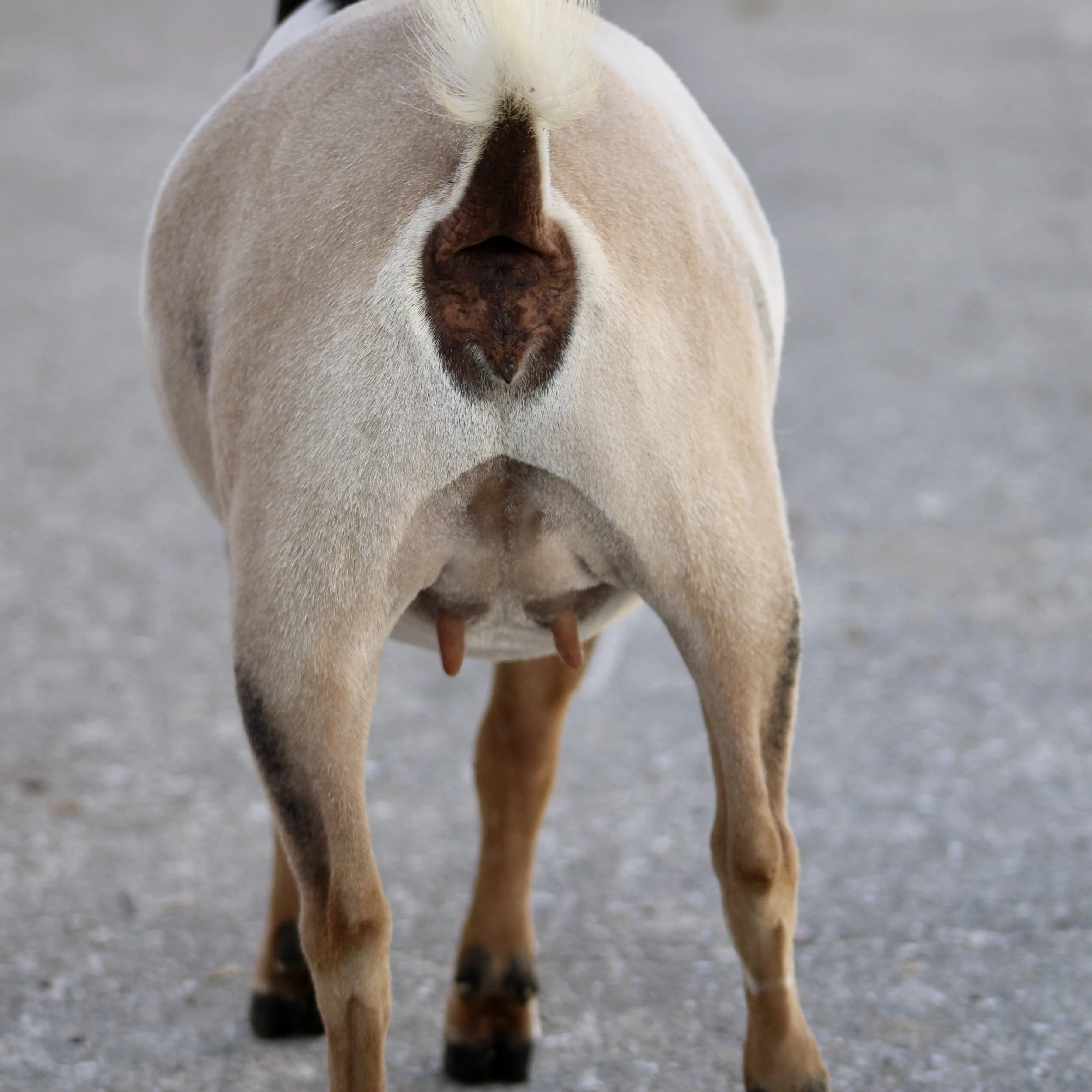 Sunny rear walking.jpg