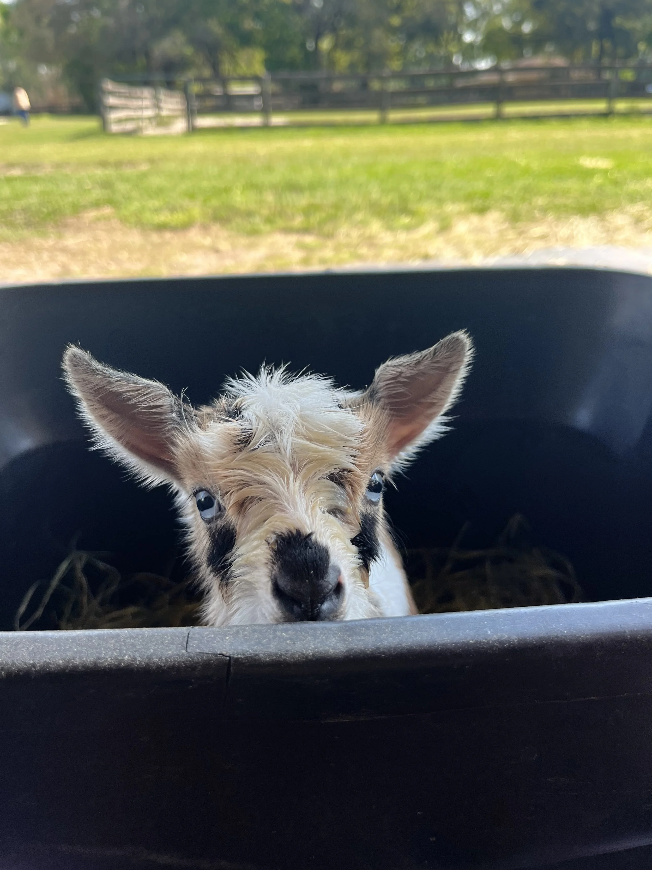 Sunny tote face.jpg