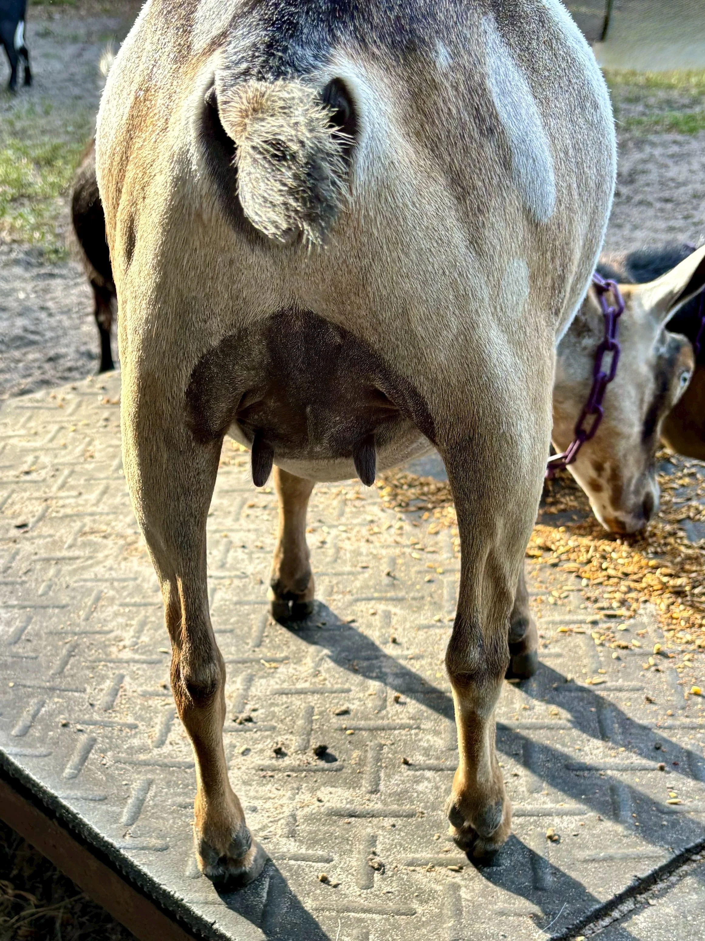 Tiki Jr rear.jpg