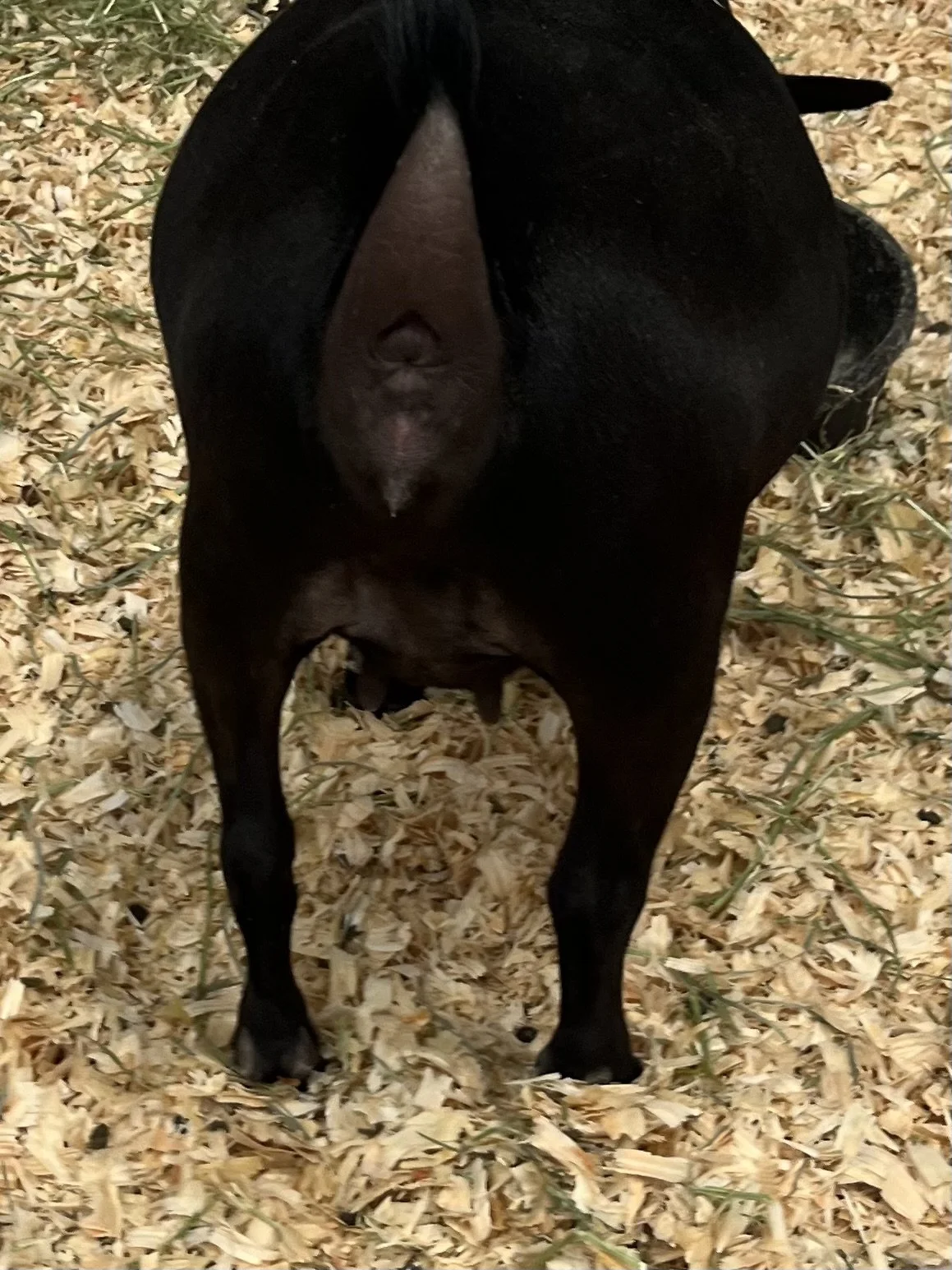 Eby Jr rear.jpg