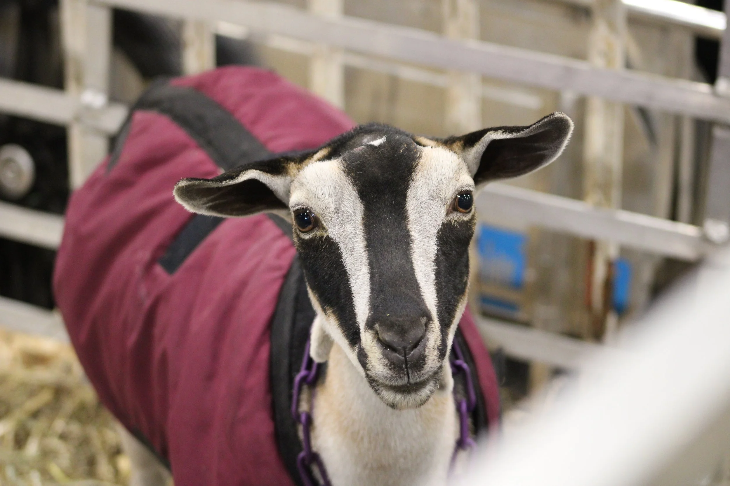 Moo Jr with coat.JPG