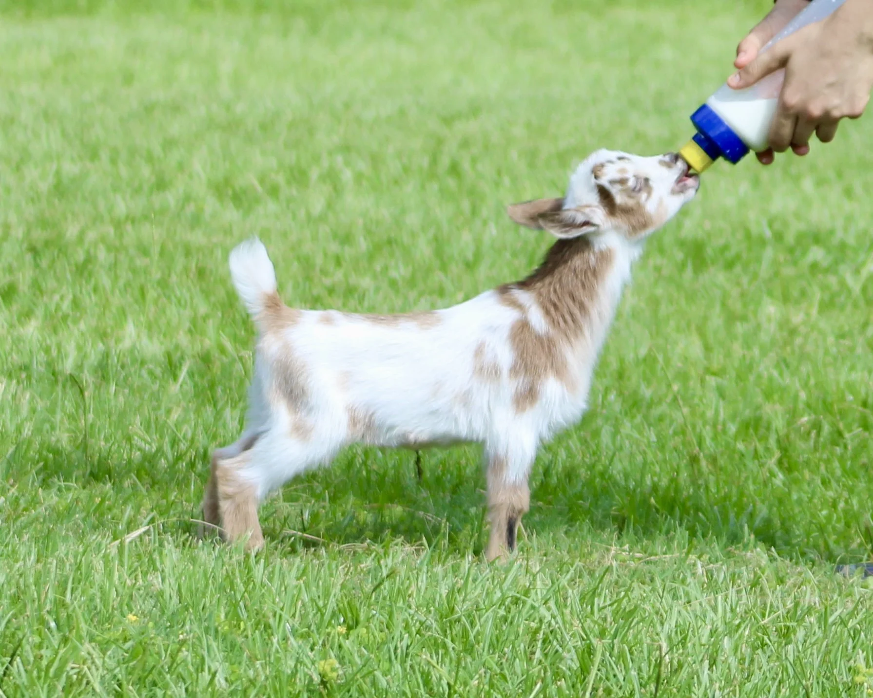 Stefi kid bottle.jpg