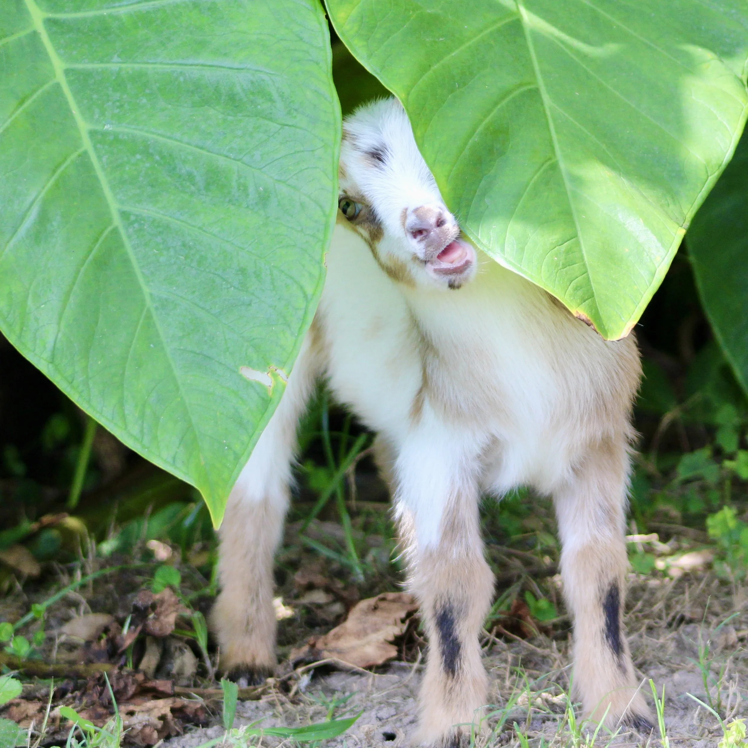 Stefi kid elephant ears.jpg
