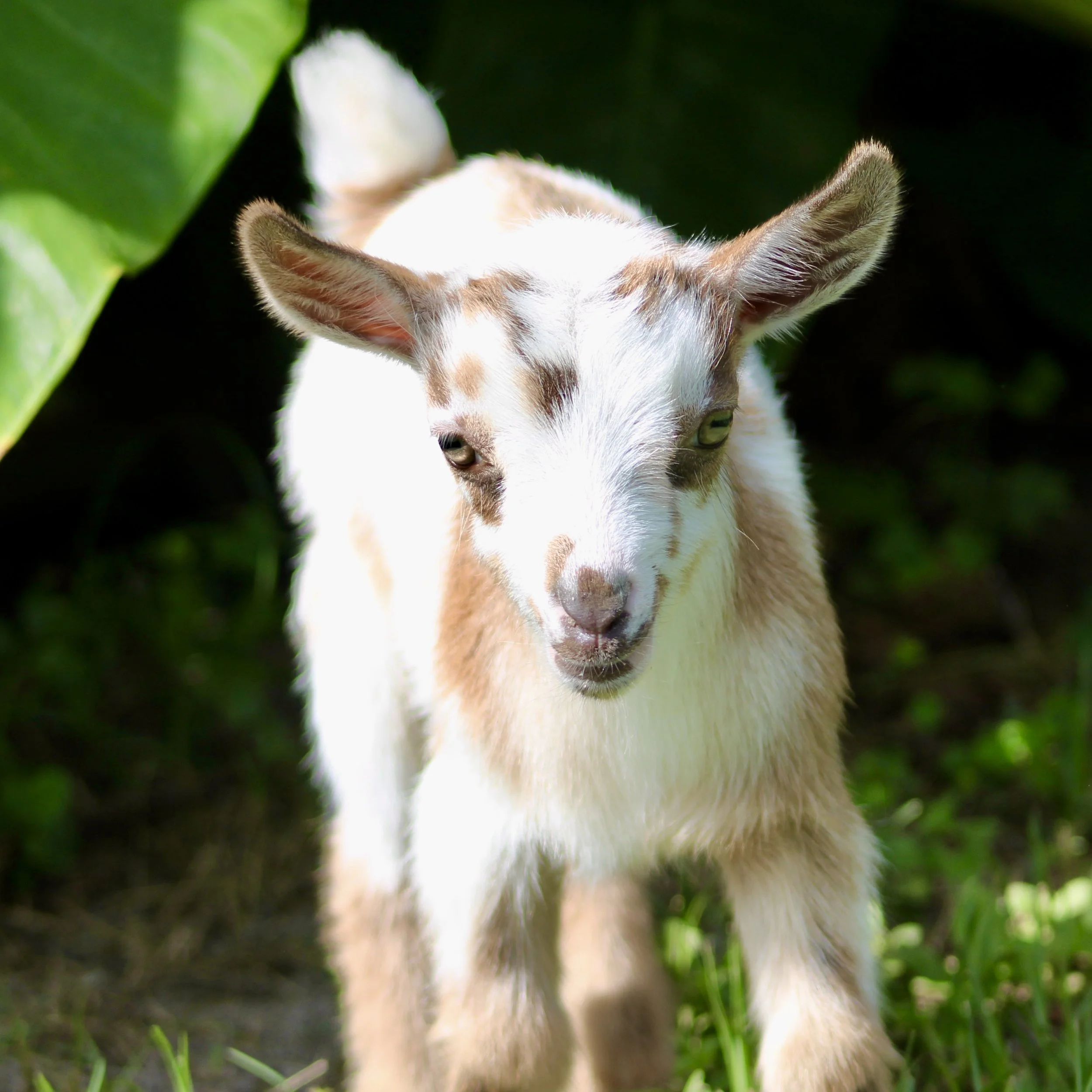 Stefi kid front close.jpg