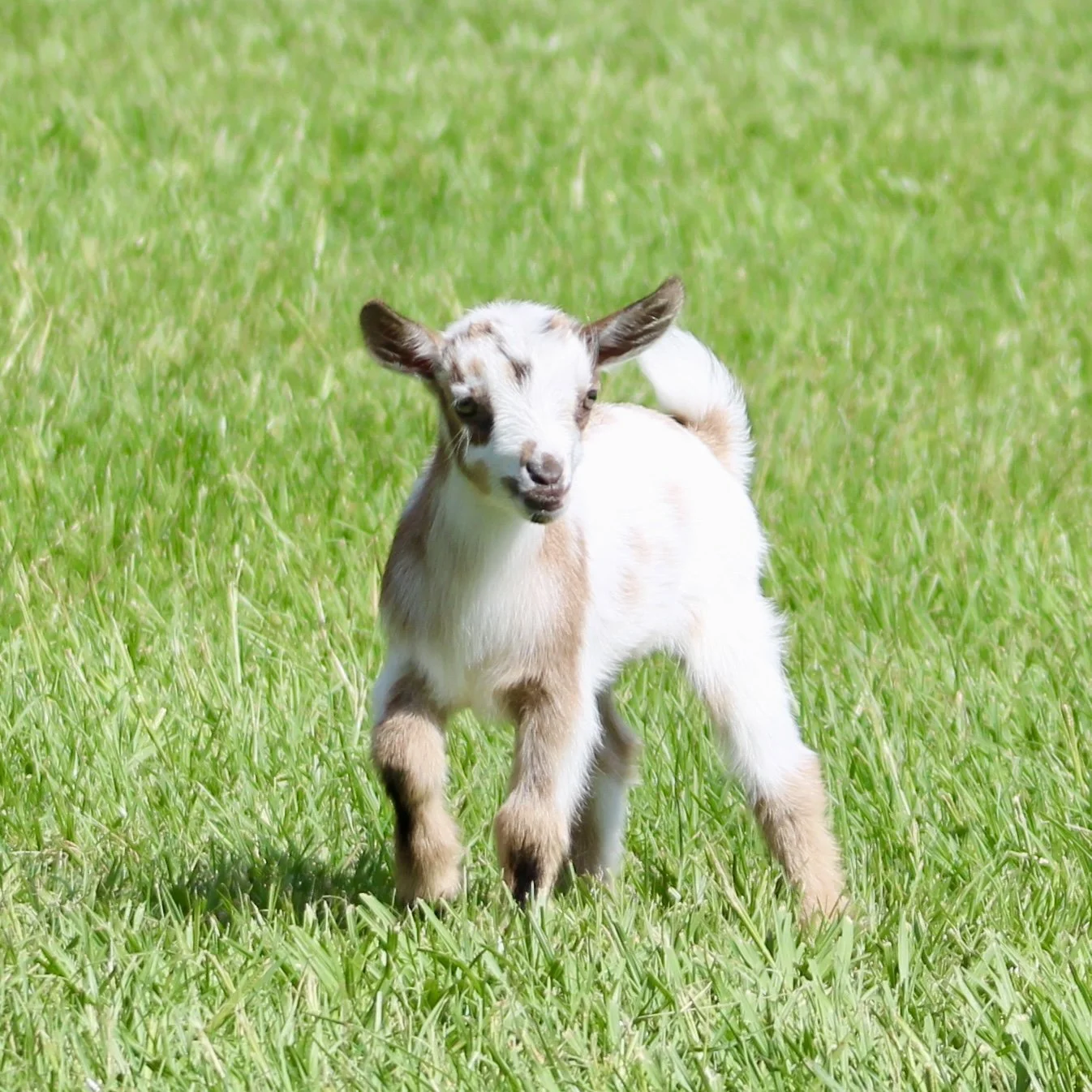 Stefi kid front moving.jpg