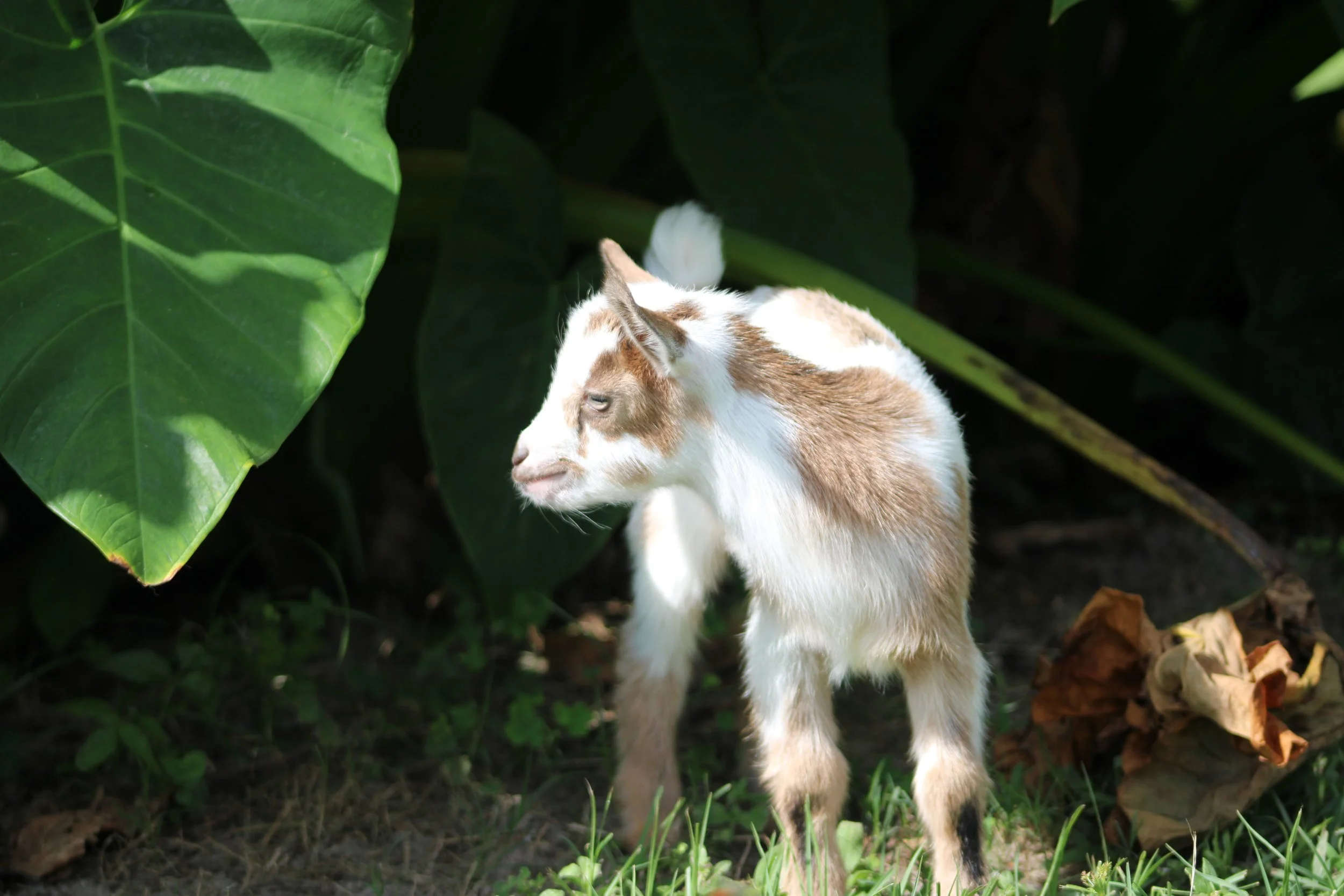 Stefi kid front head turned.JPG