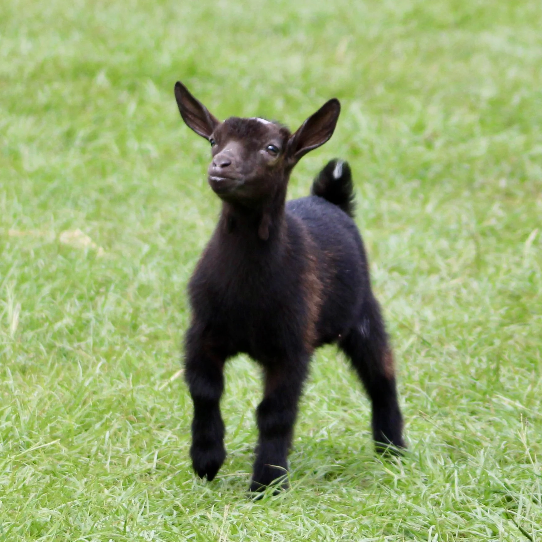 Margo kid moving front.jpg