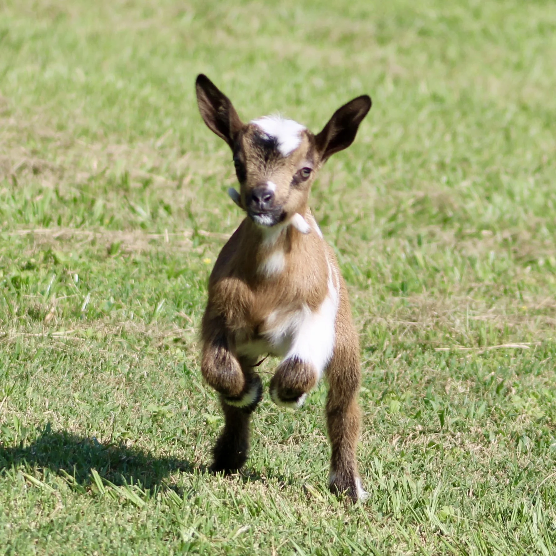 Meso kid front running.jpg