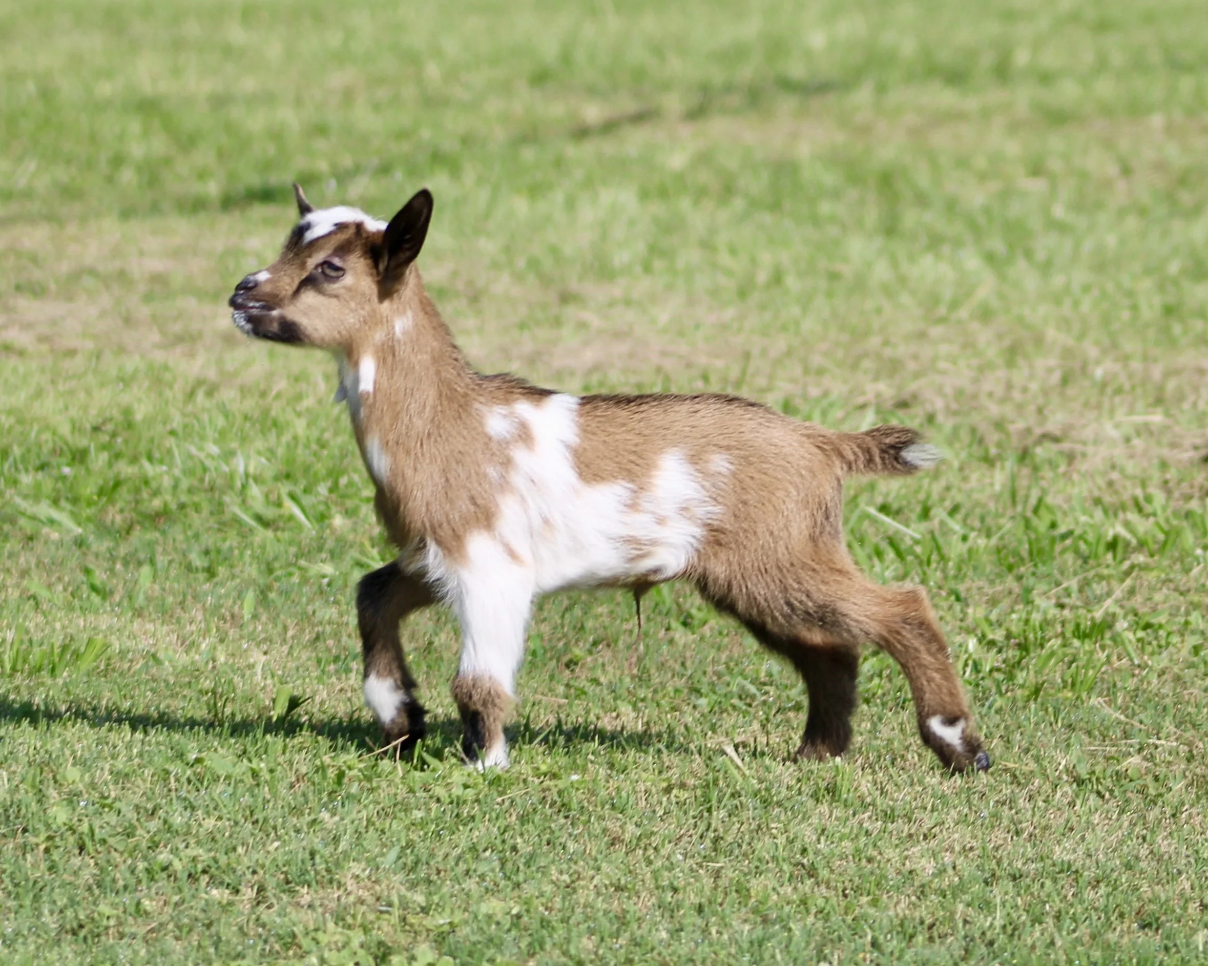 Meso kid moving.jpg