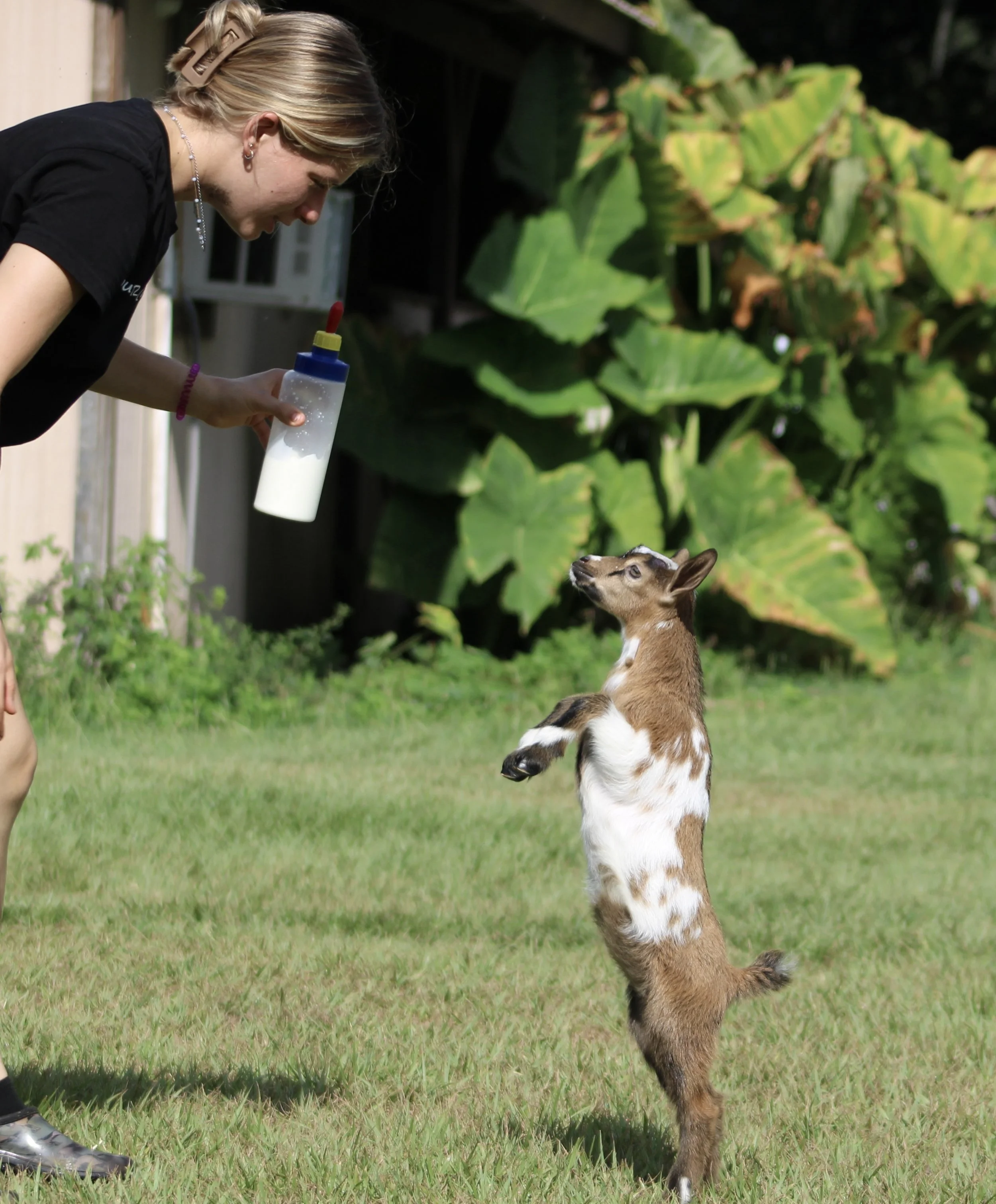 Meso kid rearing.jpg