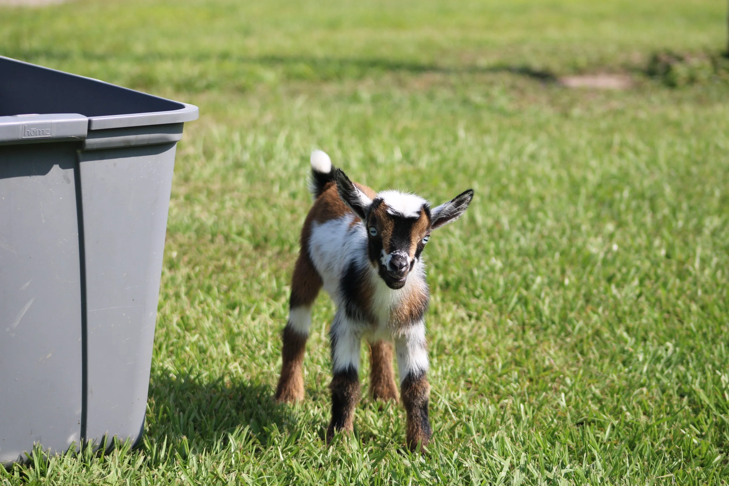 Starry kid front.JPG