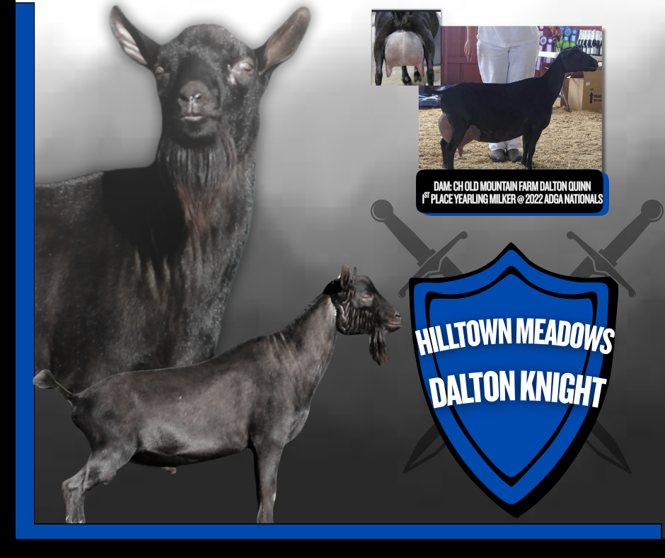 HILLTOWN MEADOWS DALTON KNIGHT.PNG