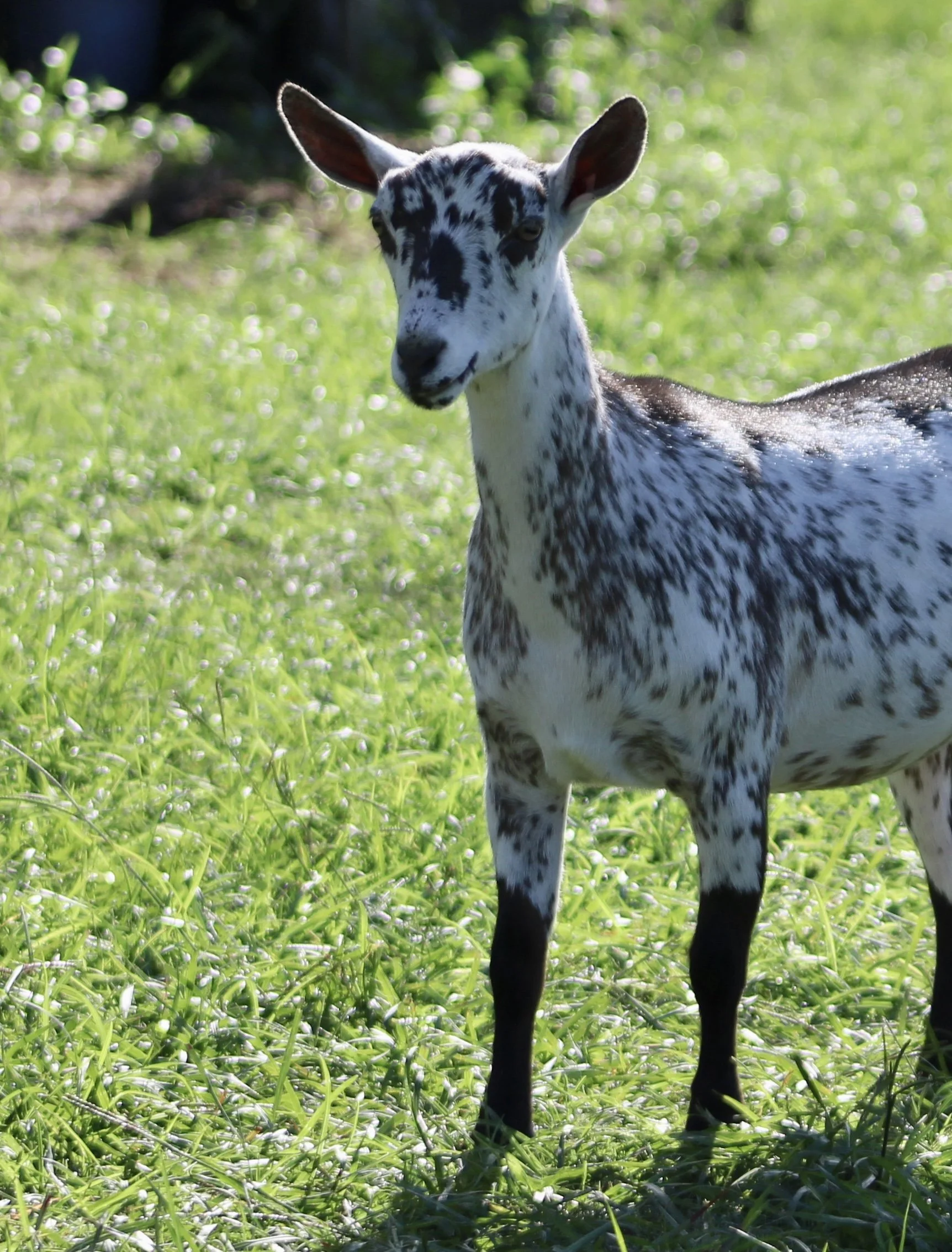 Starfish Jr front.jpg