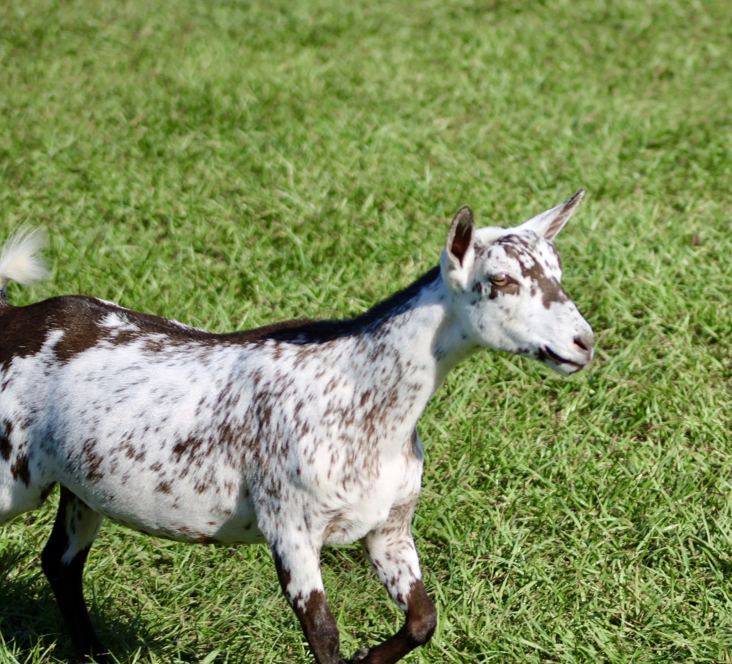 Starfish Jr moving.jpg