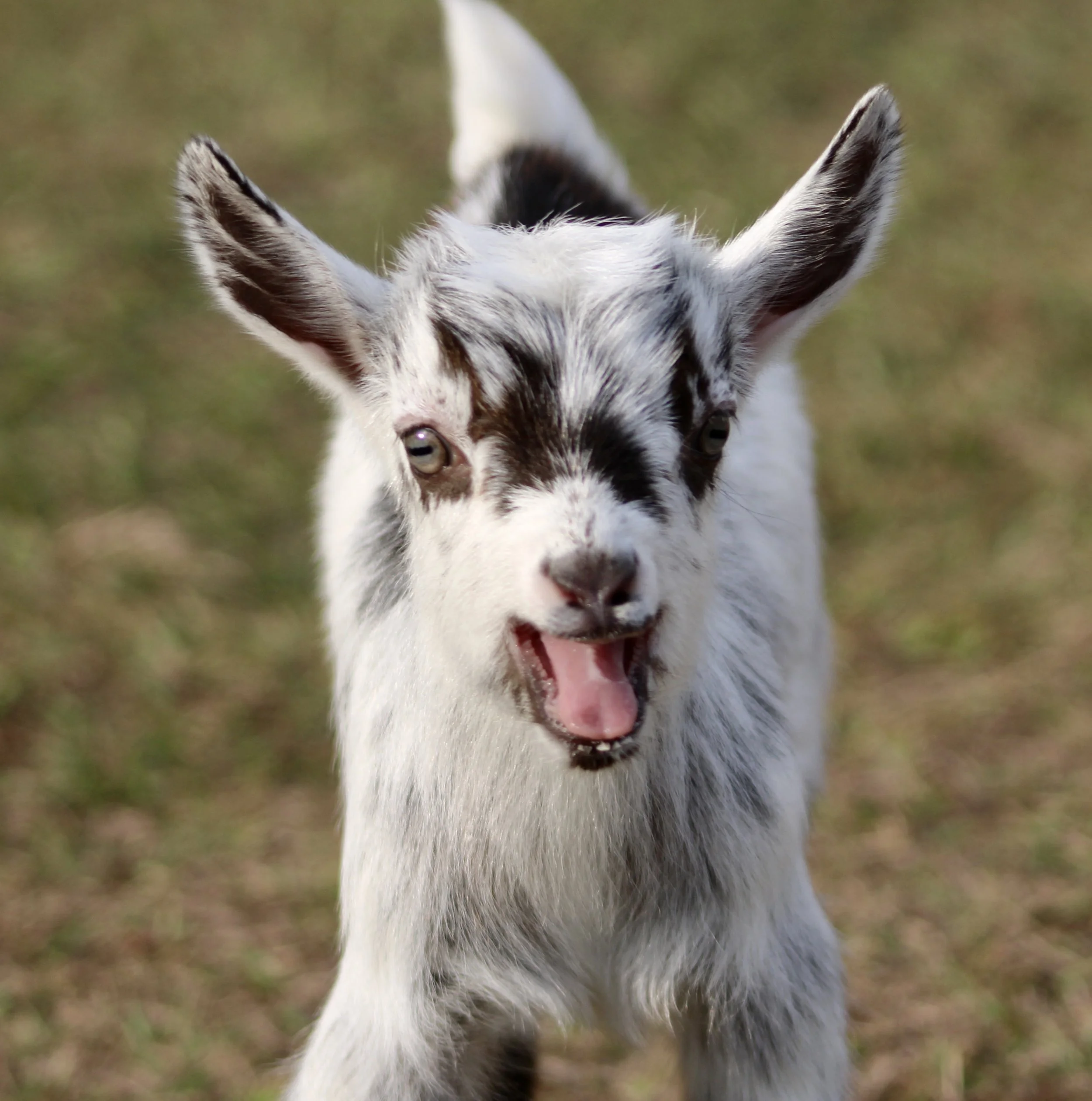 Starfish kid face.jpg