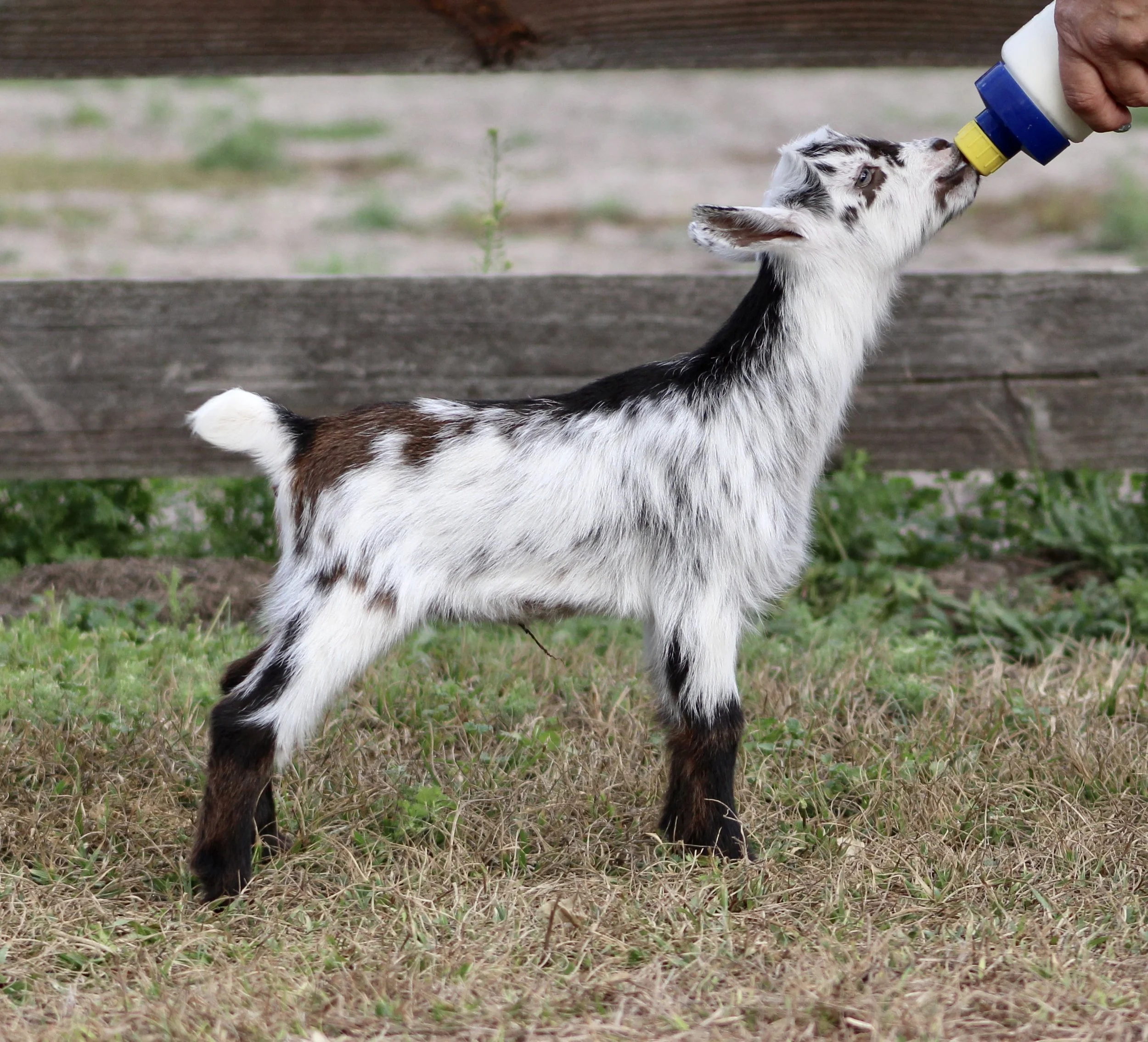 Strarfish bottle.jpg