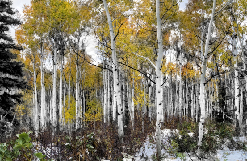 Painted Aspens.jpg